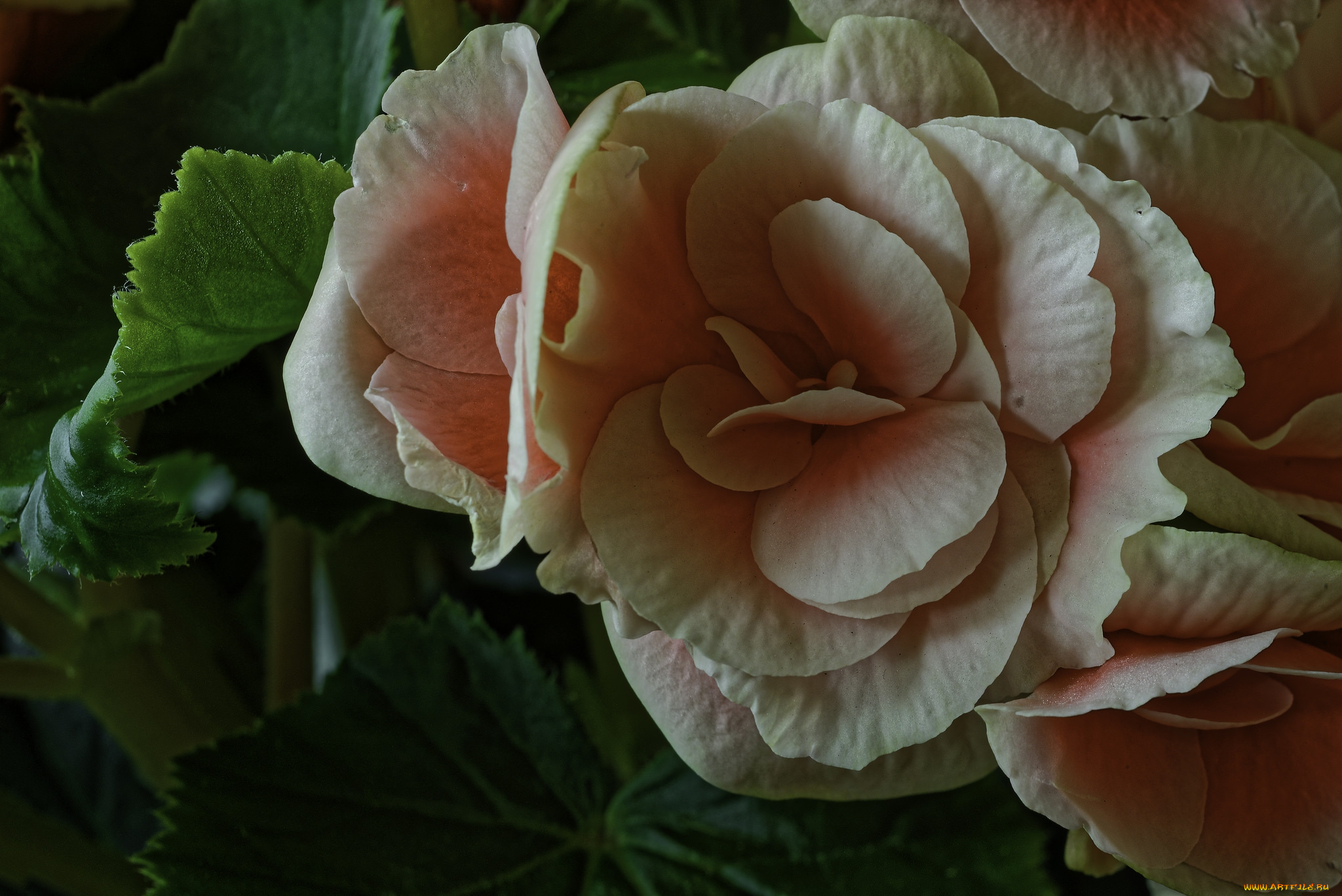 цветы, бегония, листья, лепестки