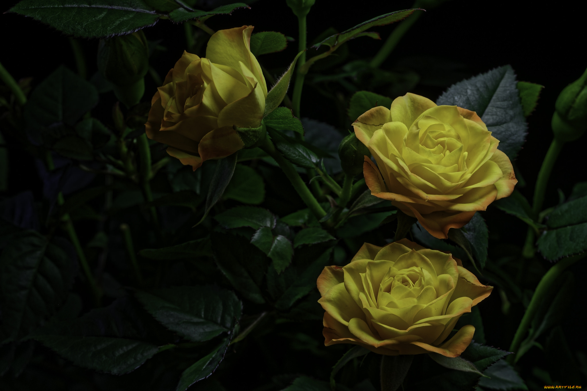 цветы, розы, роза