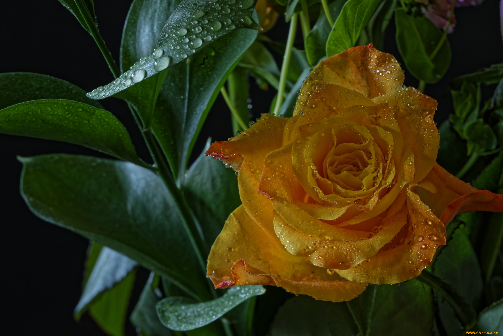 цветы, розы, роза