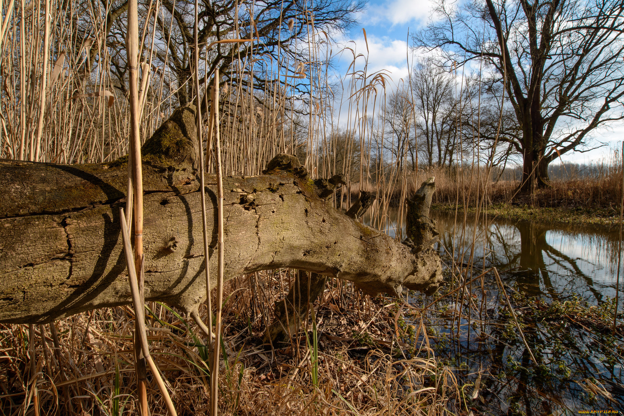 природа, реки, озера, лес, река