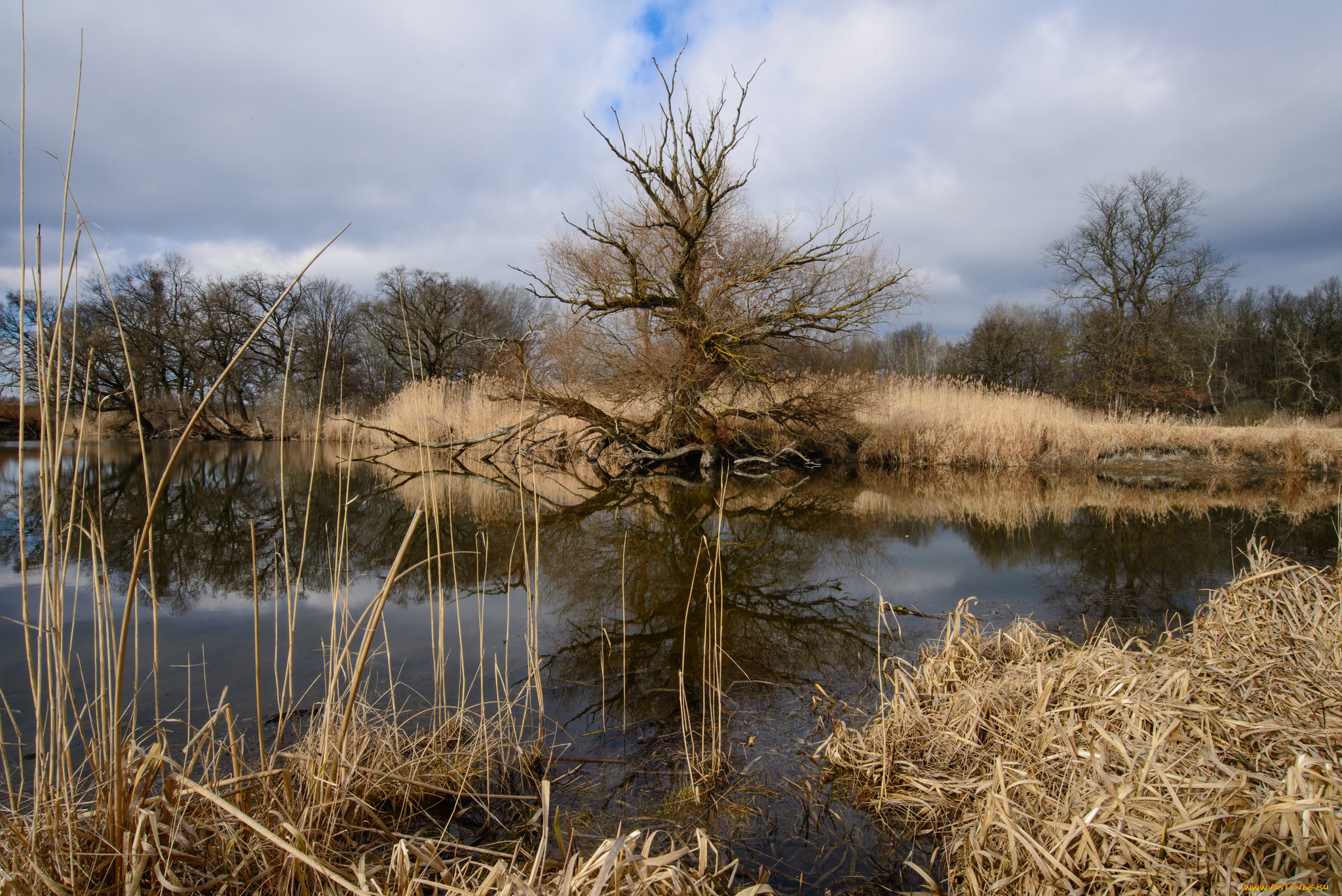 природа, реки, озера, река, лес