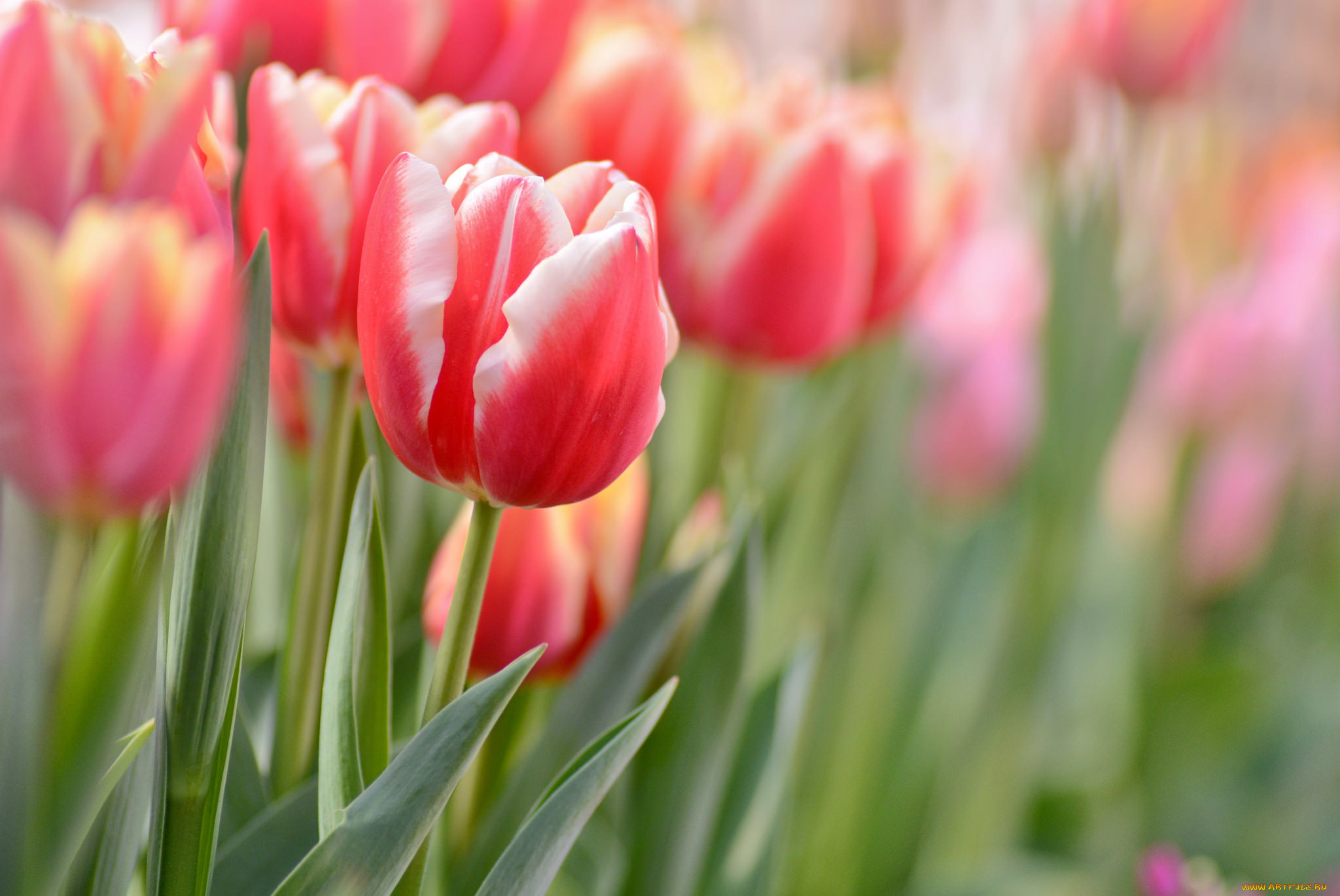 цветы, тюльпаны