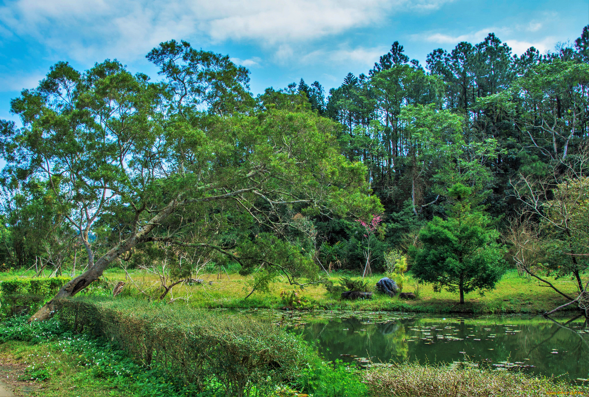 природа, реки, озера, река, лес