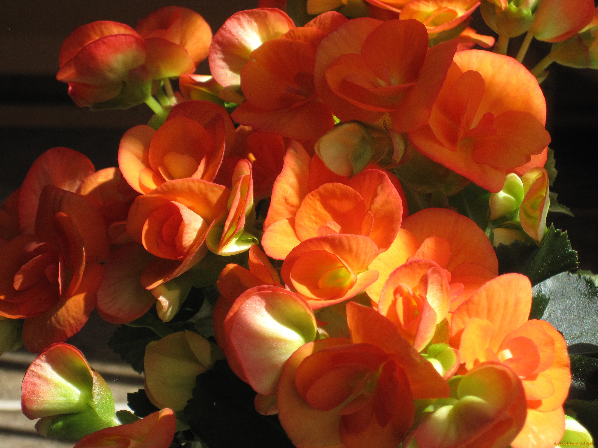 цветы, бегония