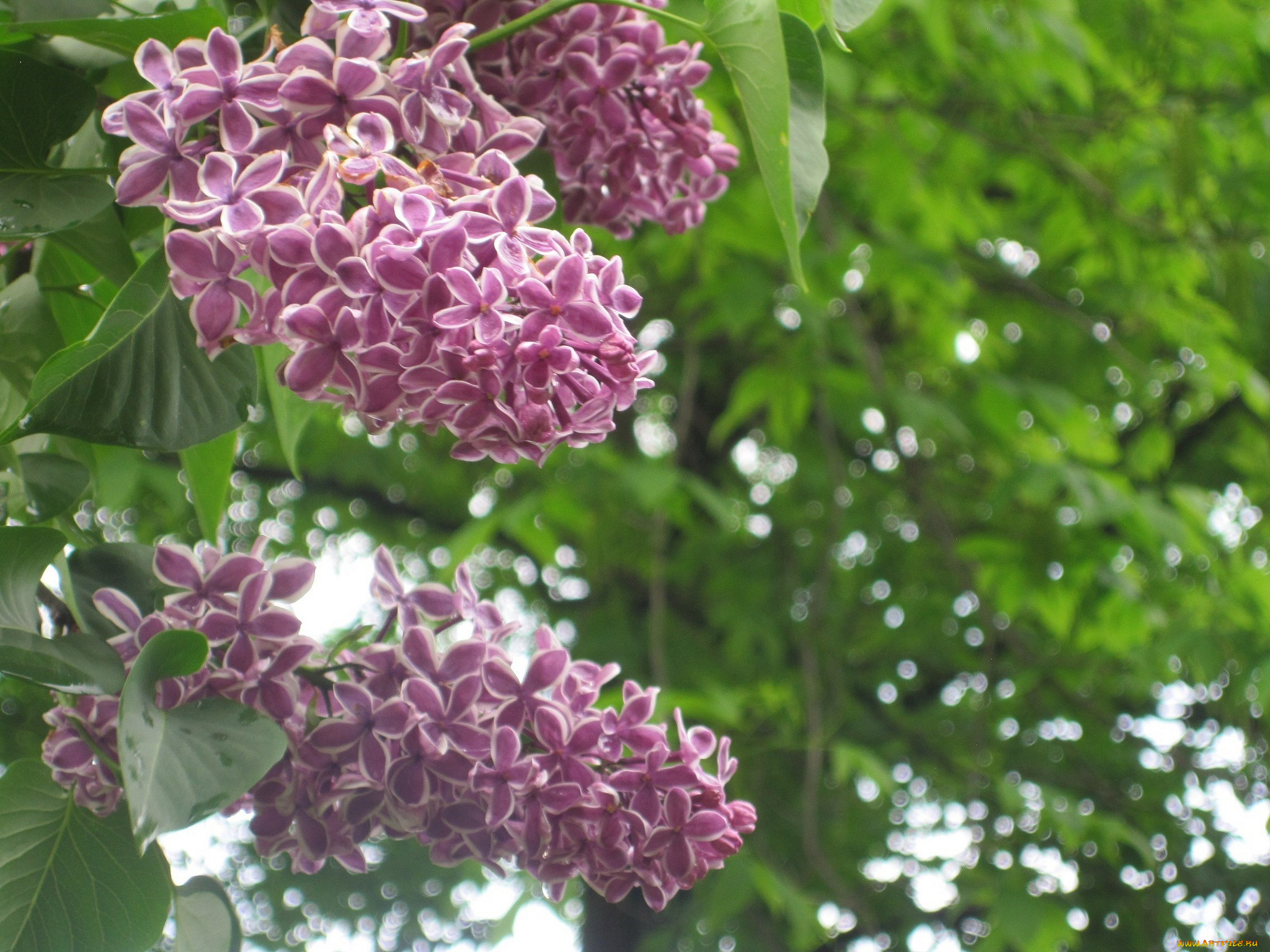 цветы, сирень