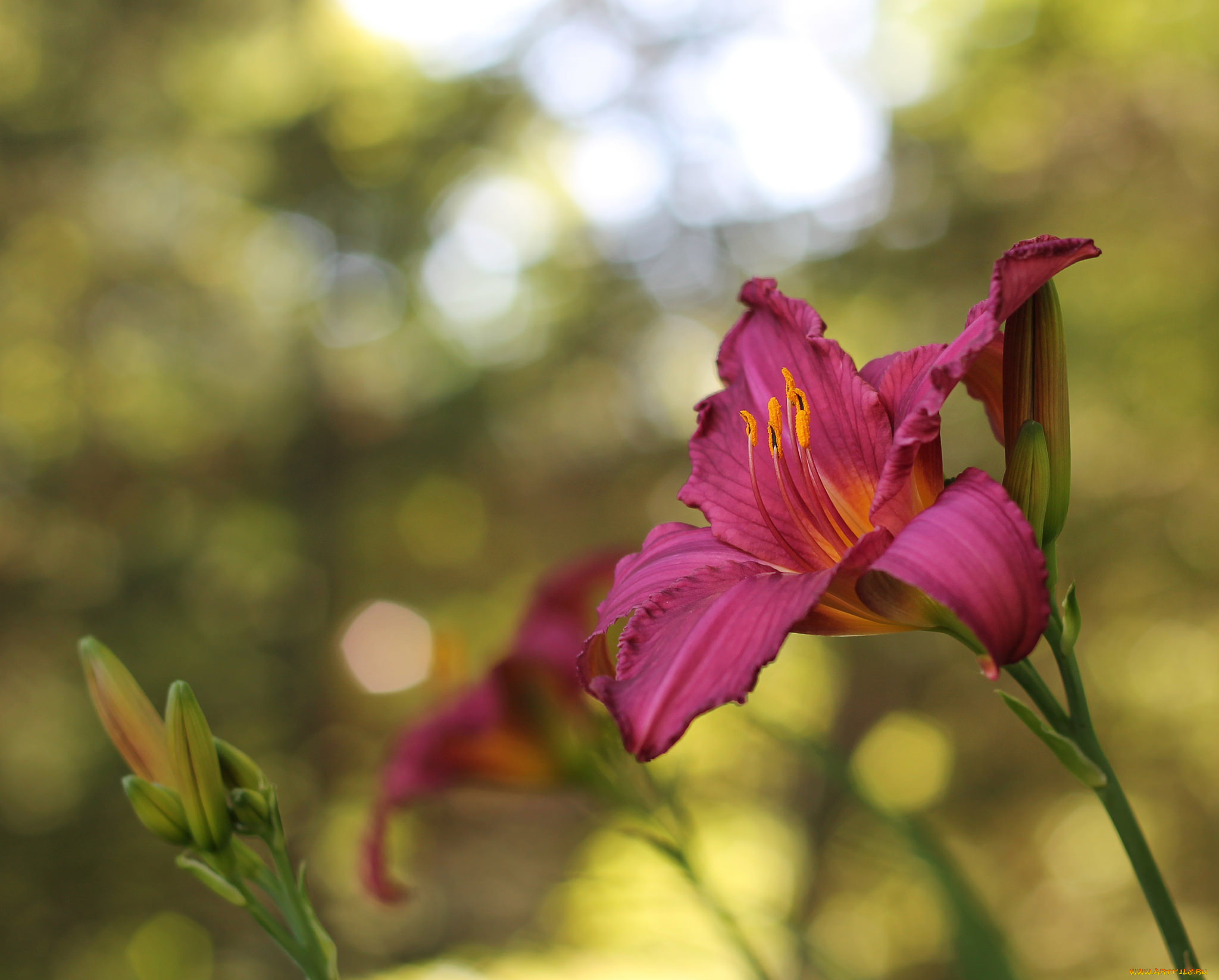 цветы, лилии, , лилейники, лилейник