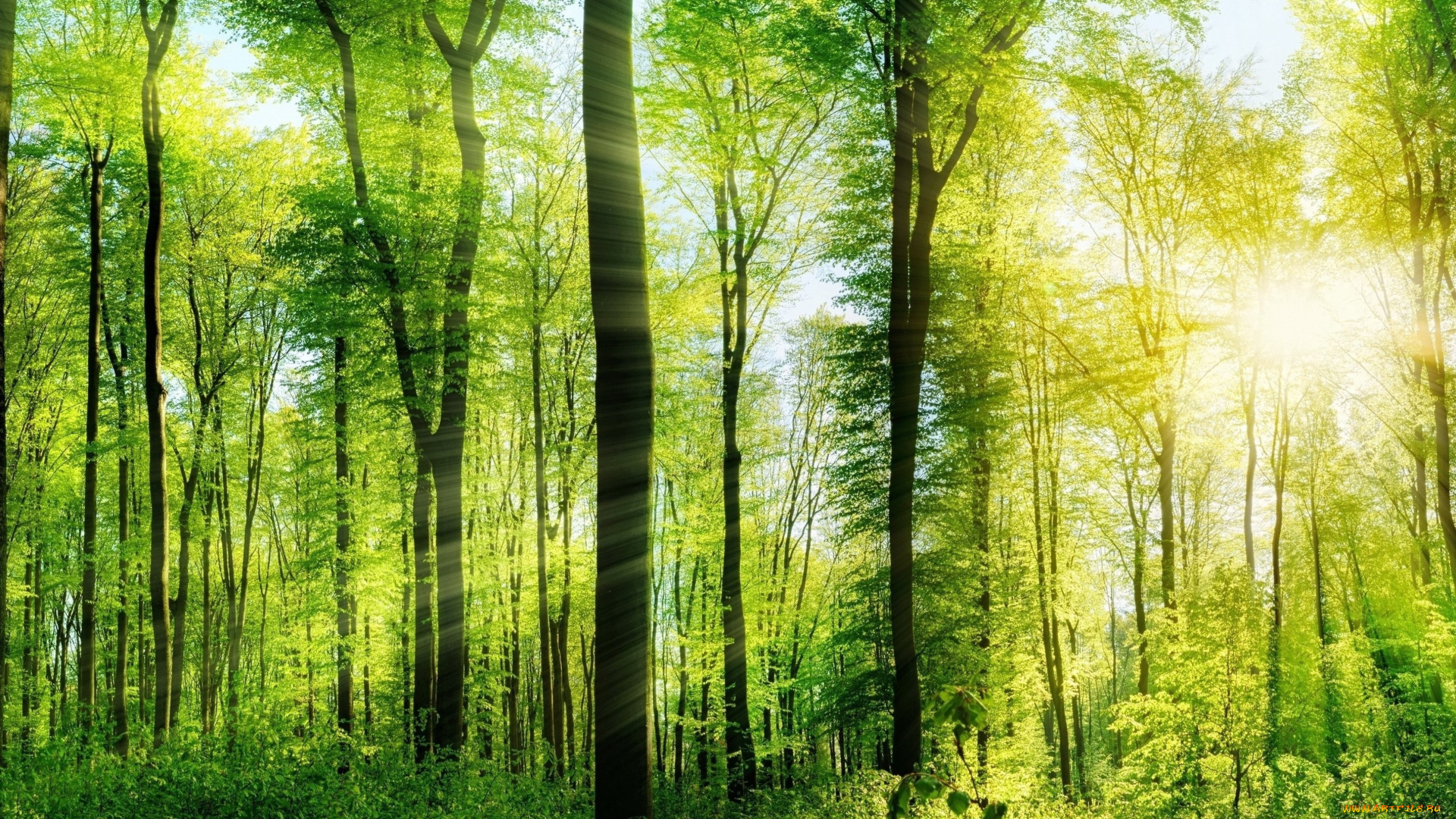 природа, лес, лето, деревья, лучи, солнца, зелень