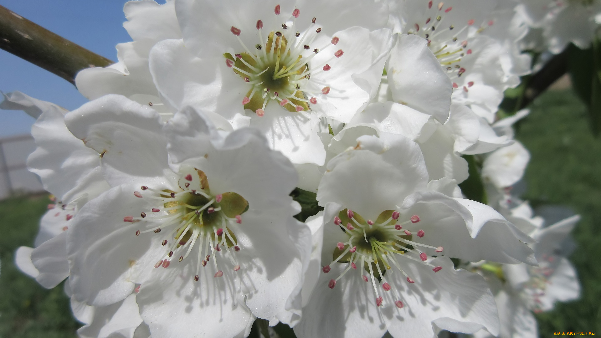 цветы, цветущие, деревья, , , кустарники, весна, 2018, апрель