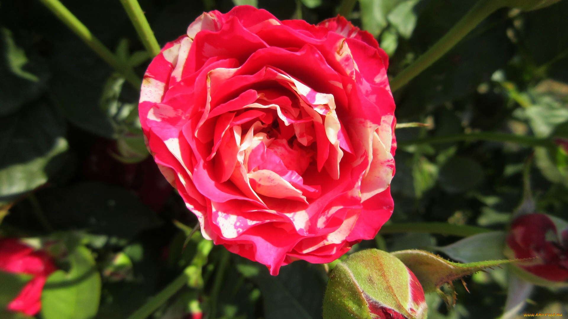 цветы, розы, лето, 2018, июнь