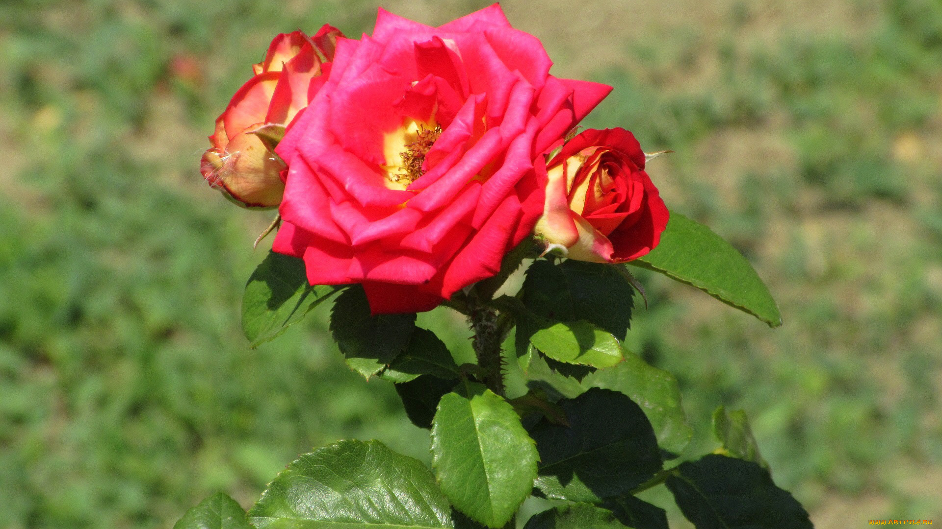 цветы, розы, лето, 2018, июнь