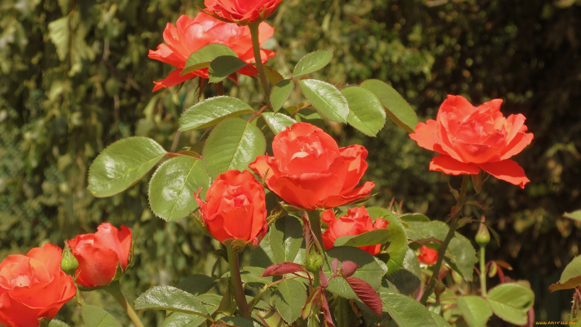 цветы, розы, лето, 2018, июнь