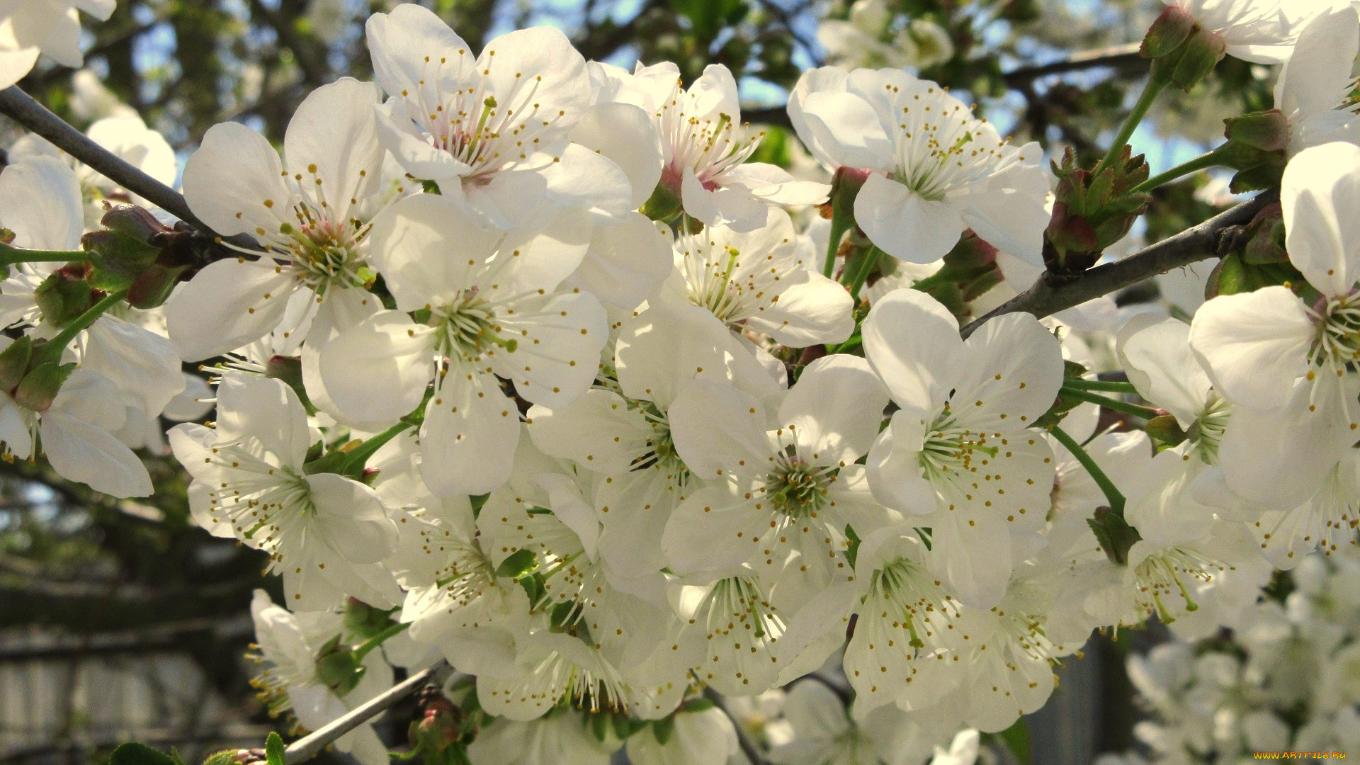 цветы, сакура, , вишня, весна, 2018, апрель