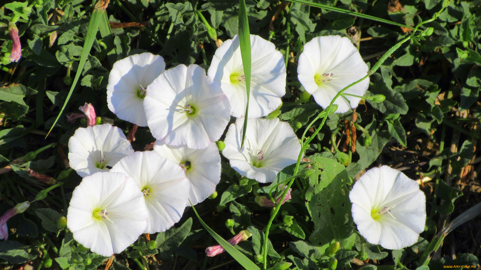 цветы, вьюнки, , ипомеи, лето, 2018, июнь