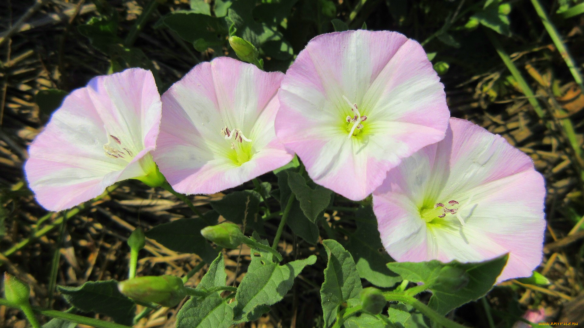 цветы, вьюнки, , ипомеи, лето, 2018, июнь