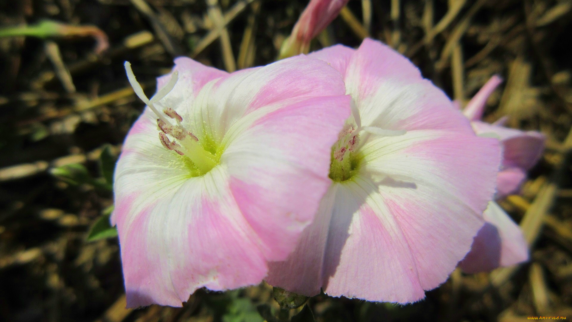 цветы, вьюнки, , ипомеи, лето, 2018, июнь