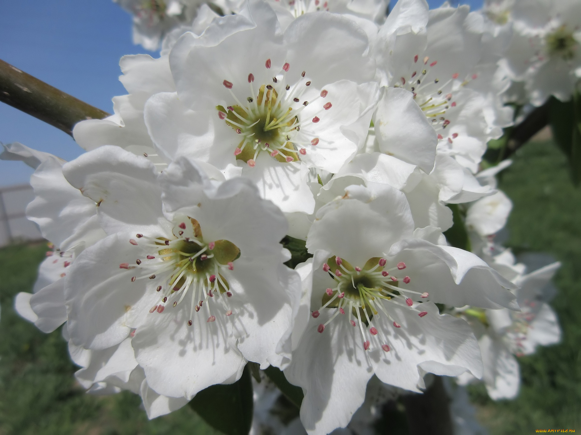 цветы, цветущие, деревья, , , кустарники, весна, 2018, апрель