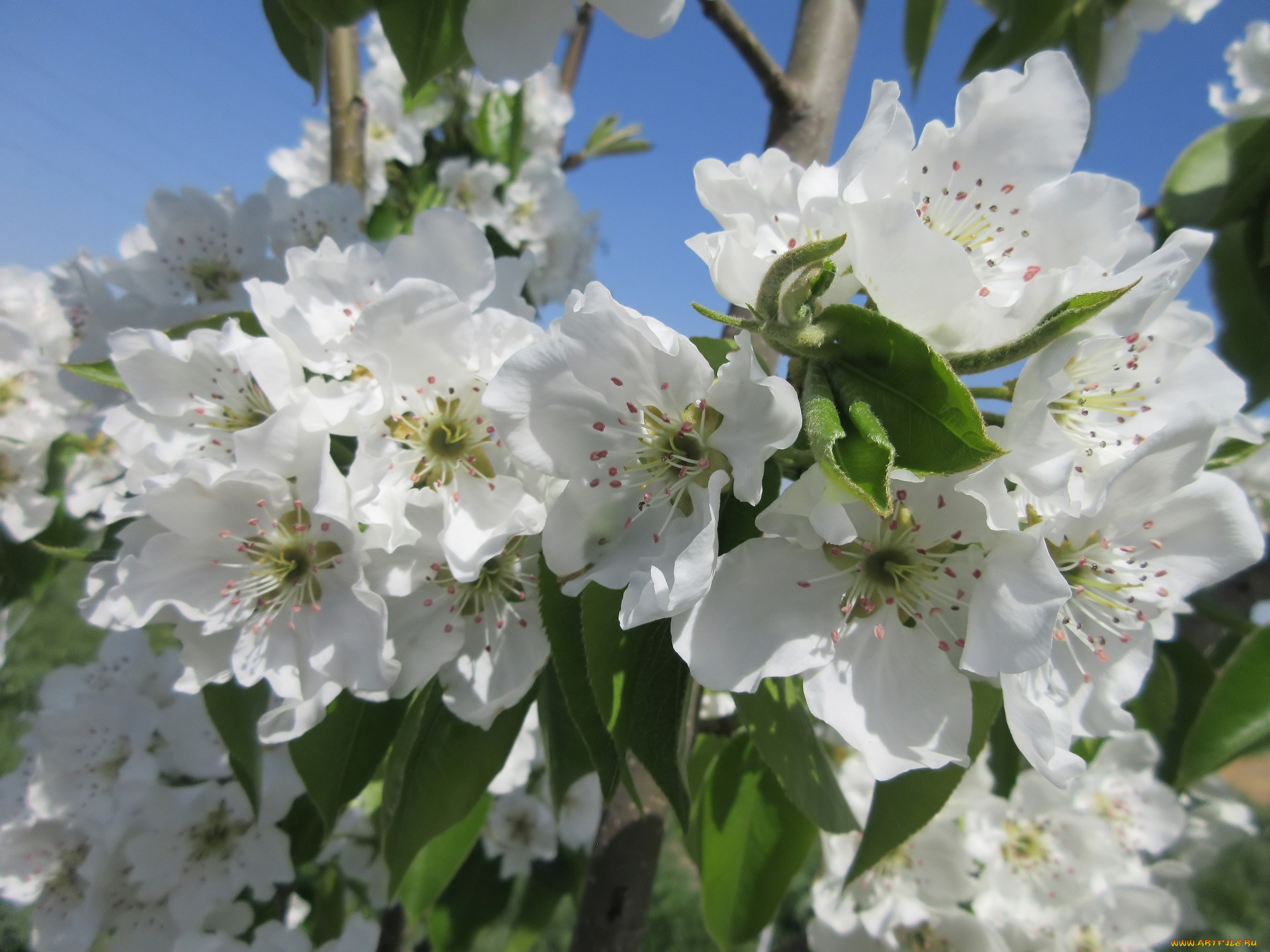 цветы, цветущие, деревья, , , кустарники, весна, 2018, апрель