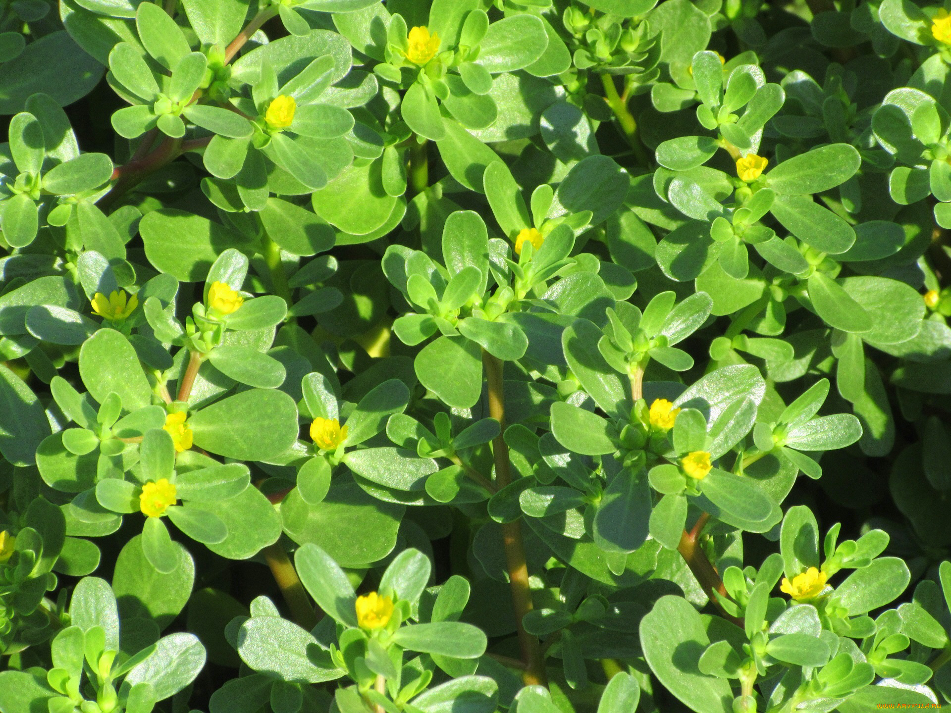 цветы, луговые, , полевые, , цветы, весна, 2018, апрель