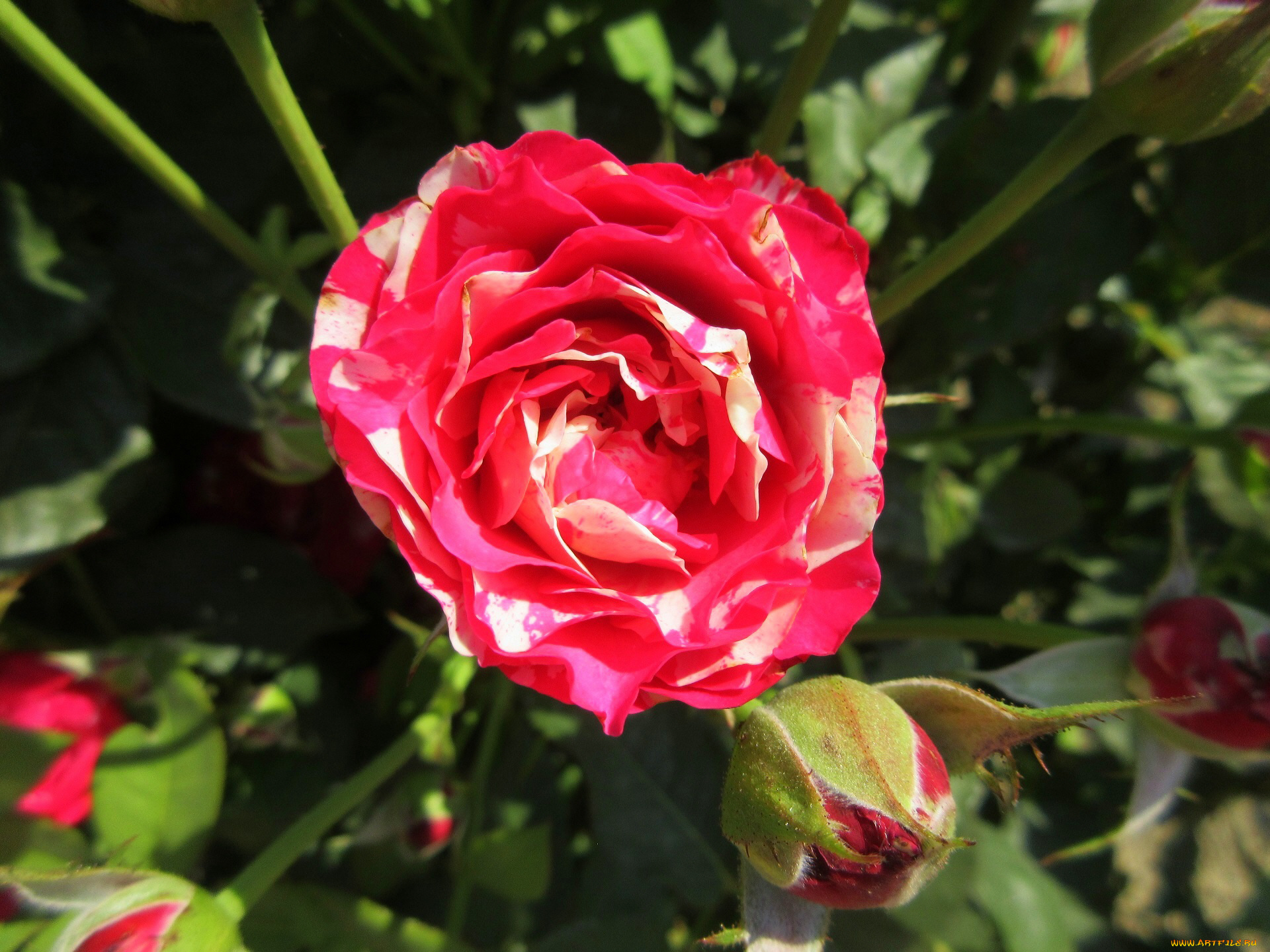 цветы, розы, лето, 2018, июнь