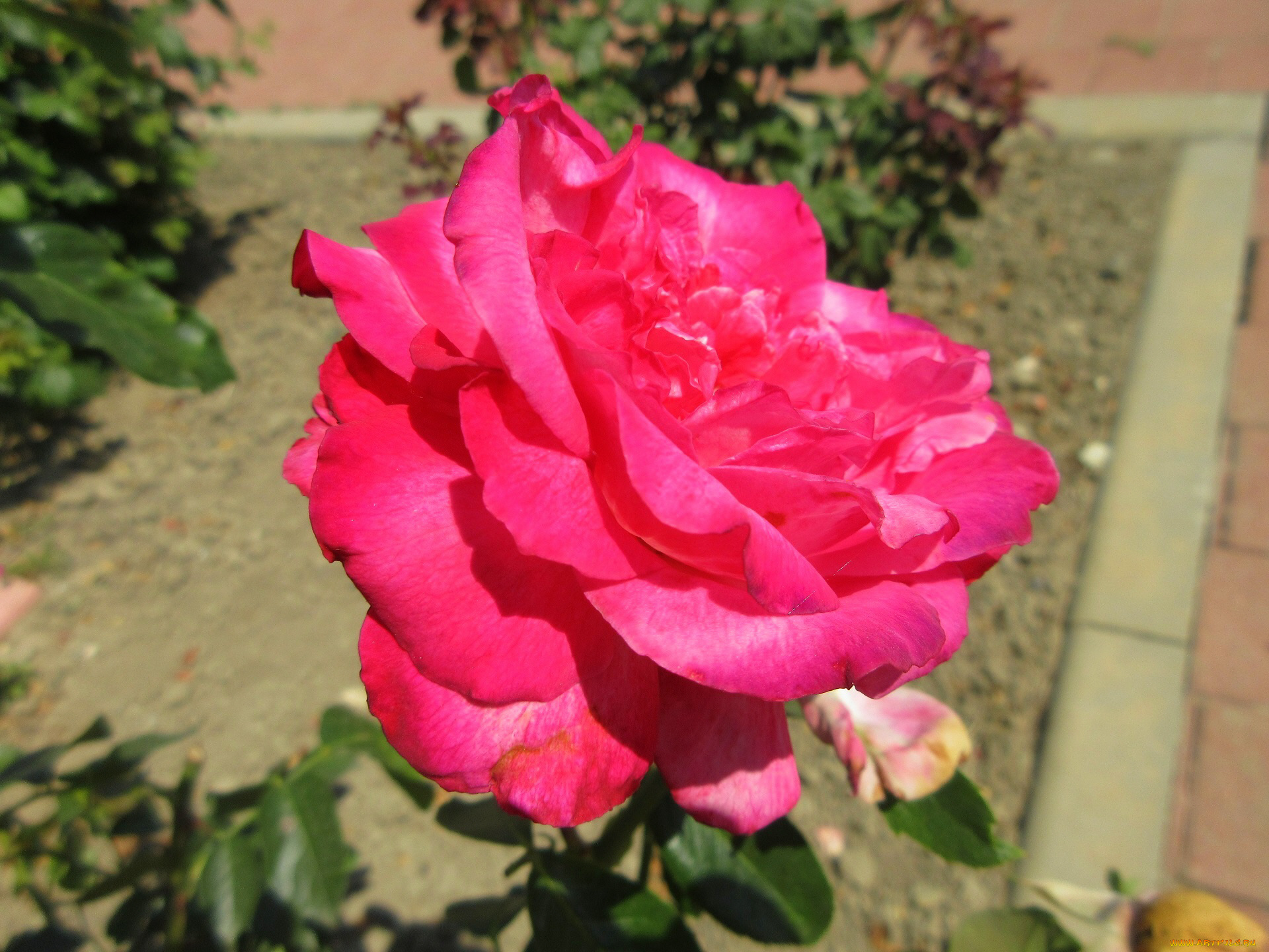 цветы, розы, лето, 2018, июнь