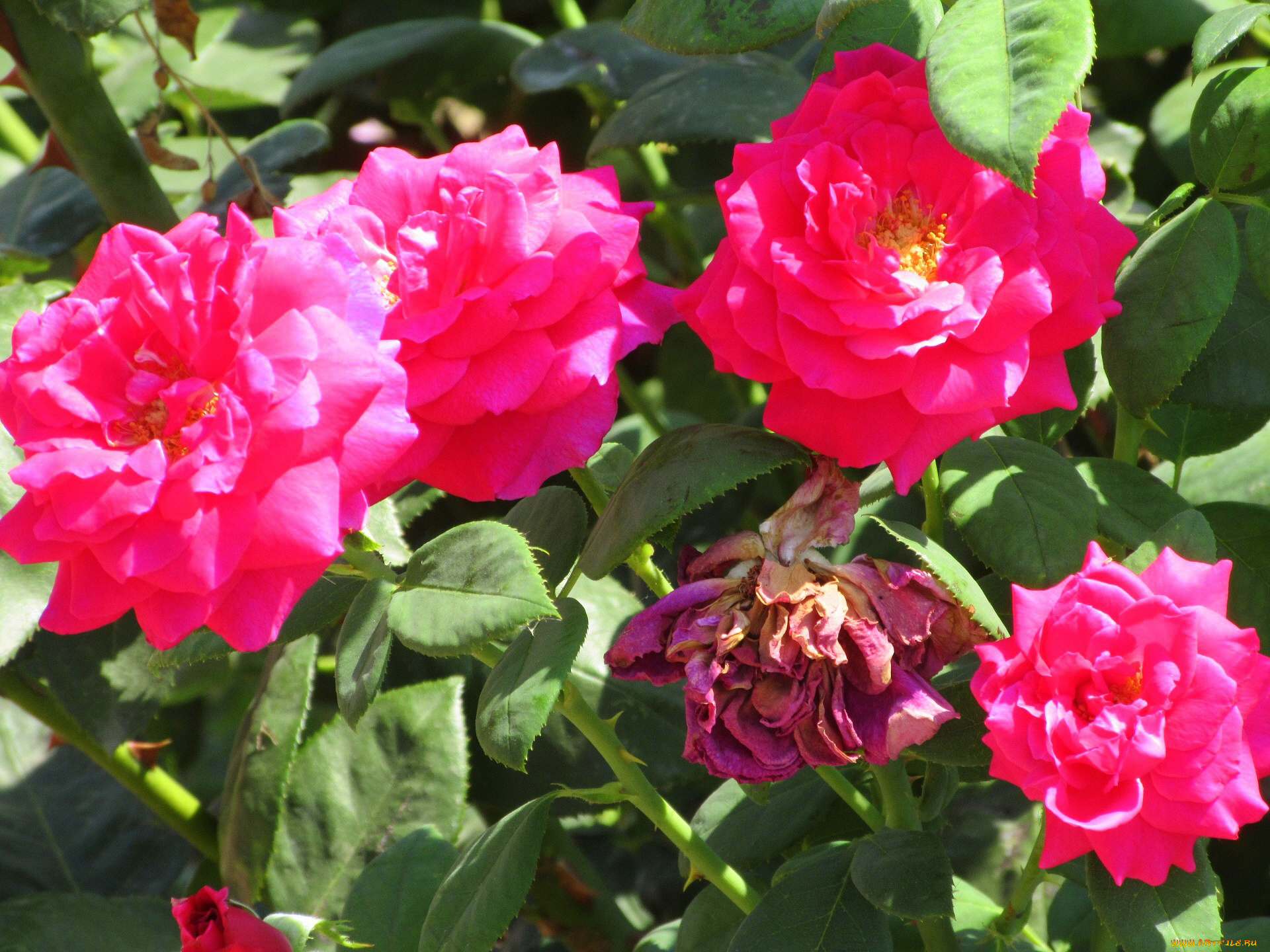 цветы, розы, лето, 2018, июнь