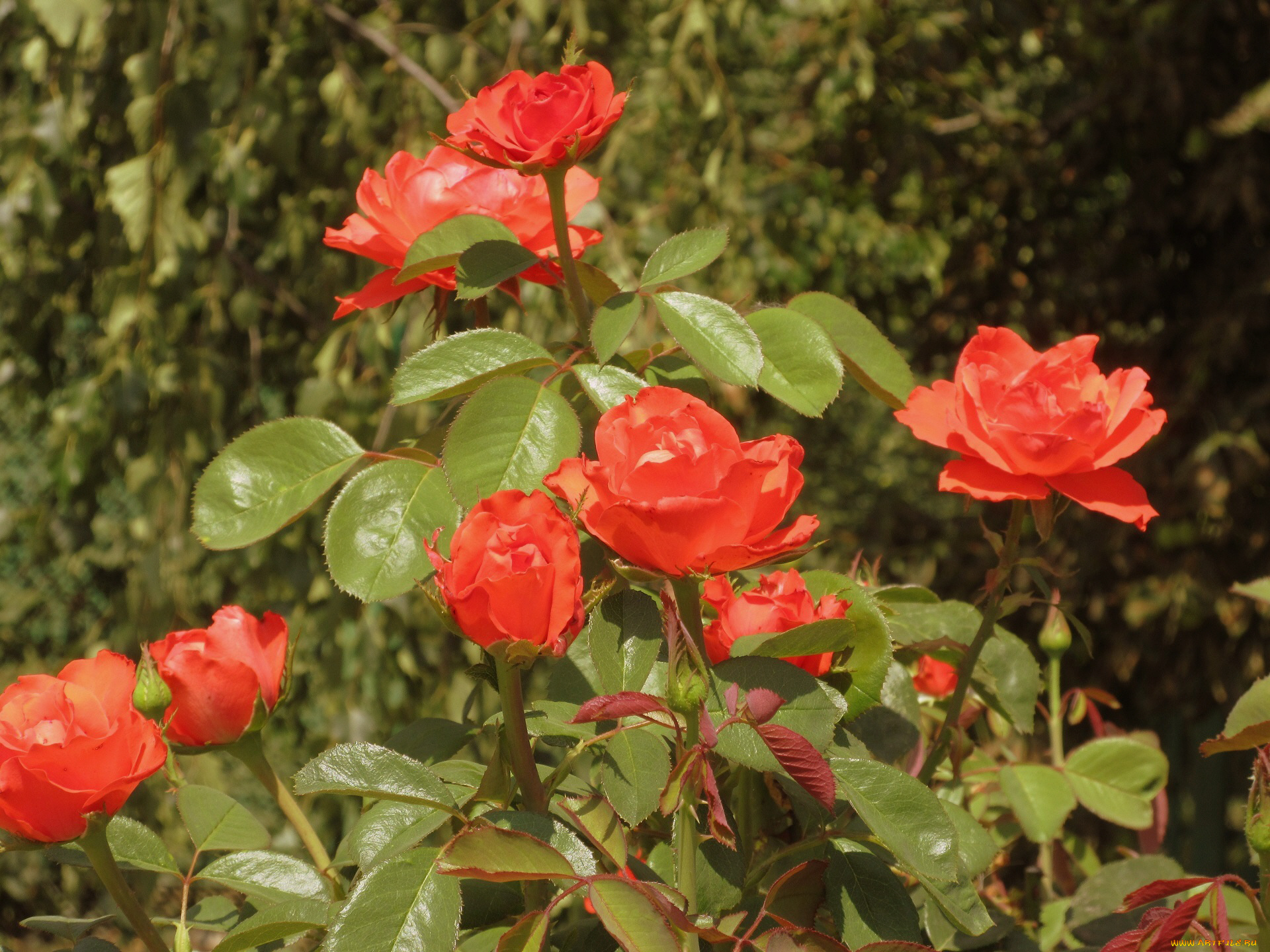 цветы, розы, лето, 2018, июнь