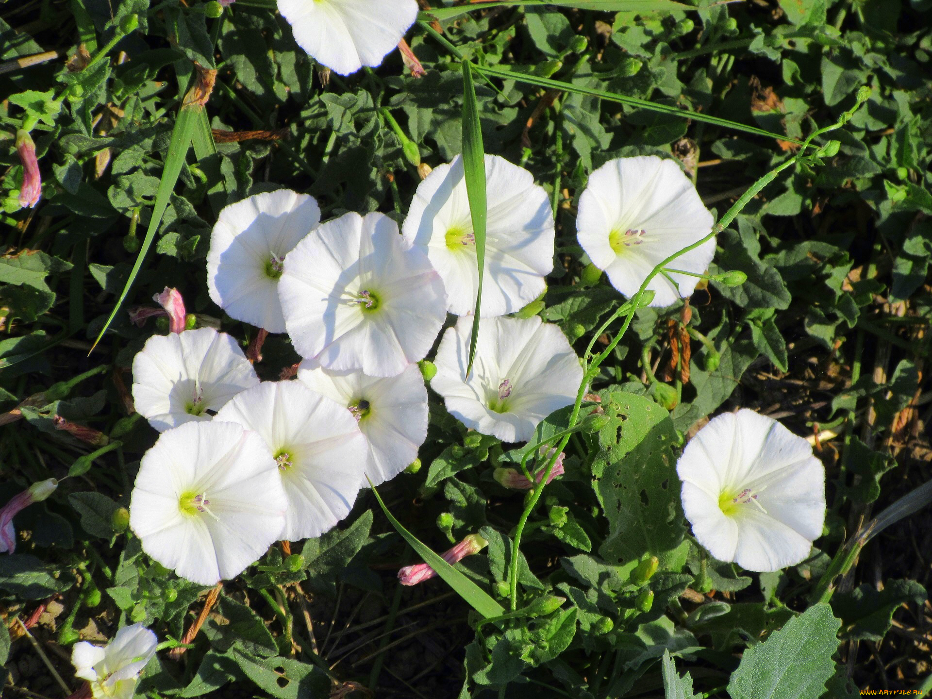 цветы, вьюнки, , ипомеи, лето, 2018, июнь