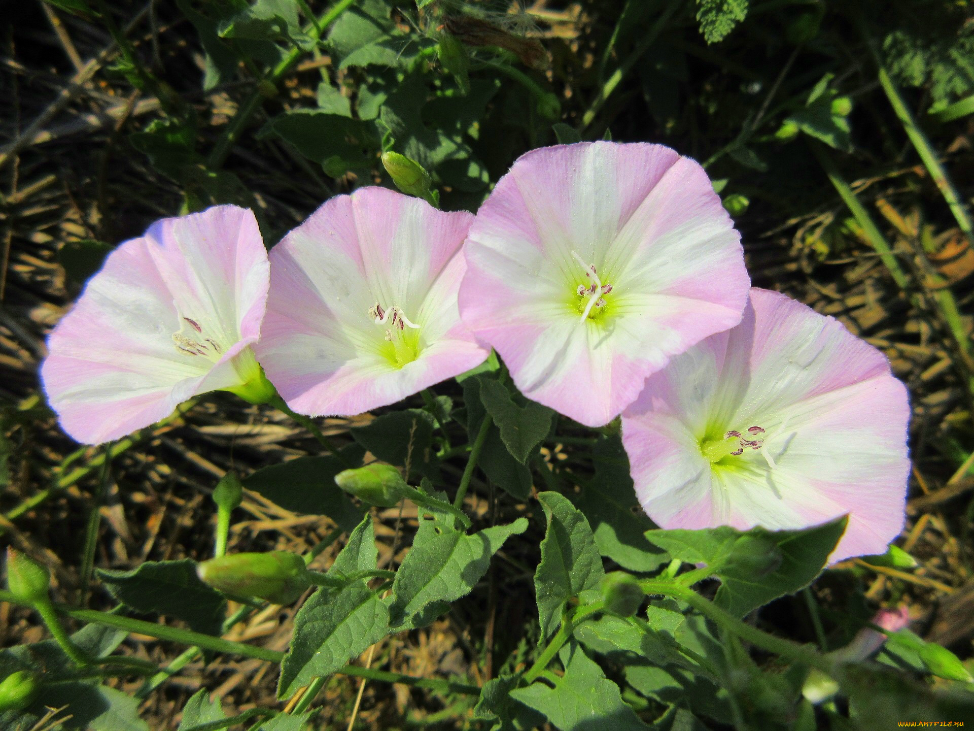 цветы, вьюнки, , ипомеи, лето, 2018, июнь