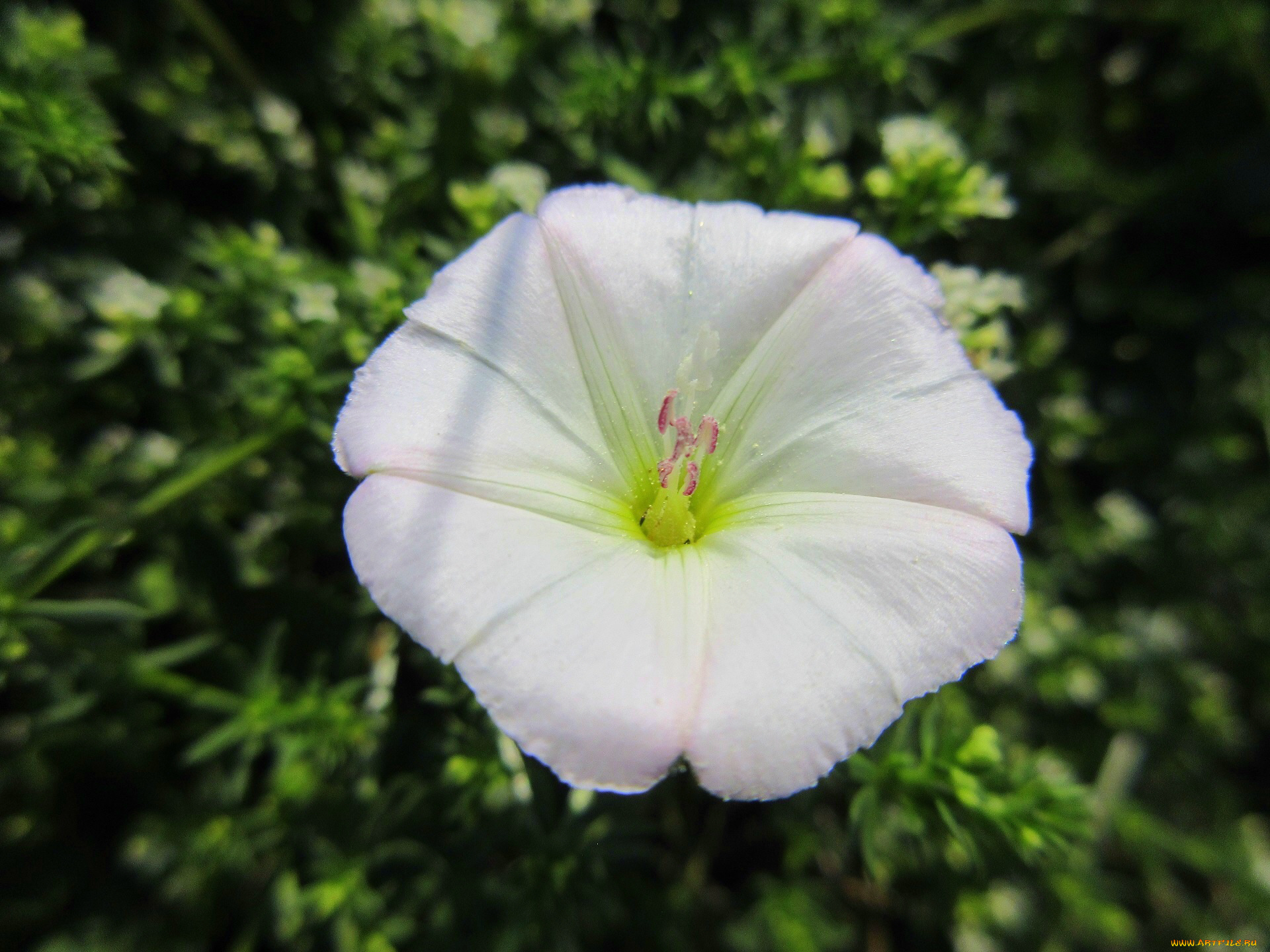 цветы, вьюнки, , ипомеи, лето, 2018, июнь