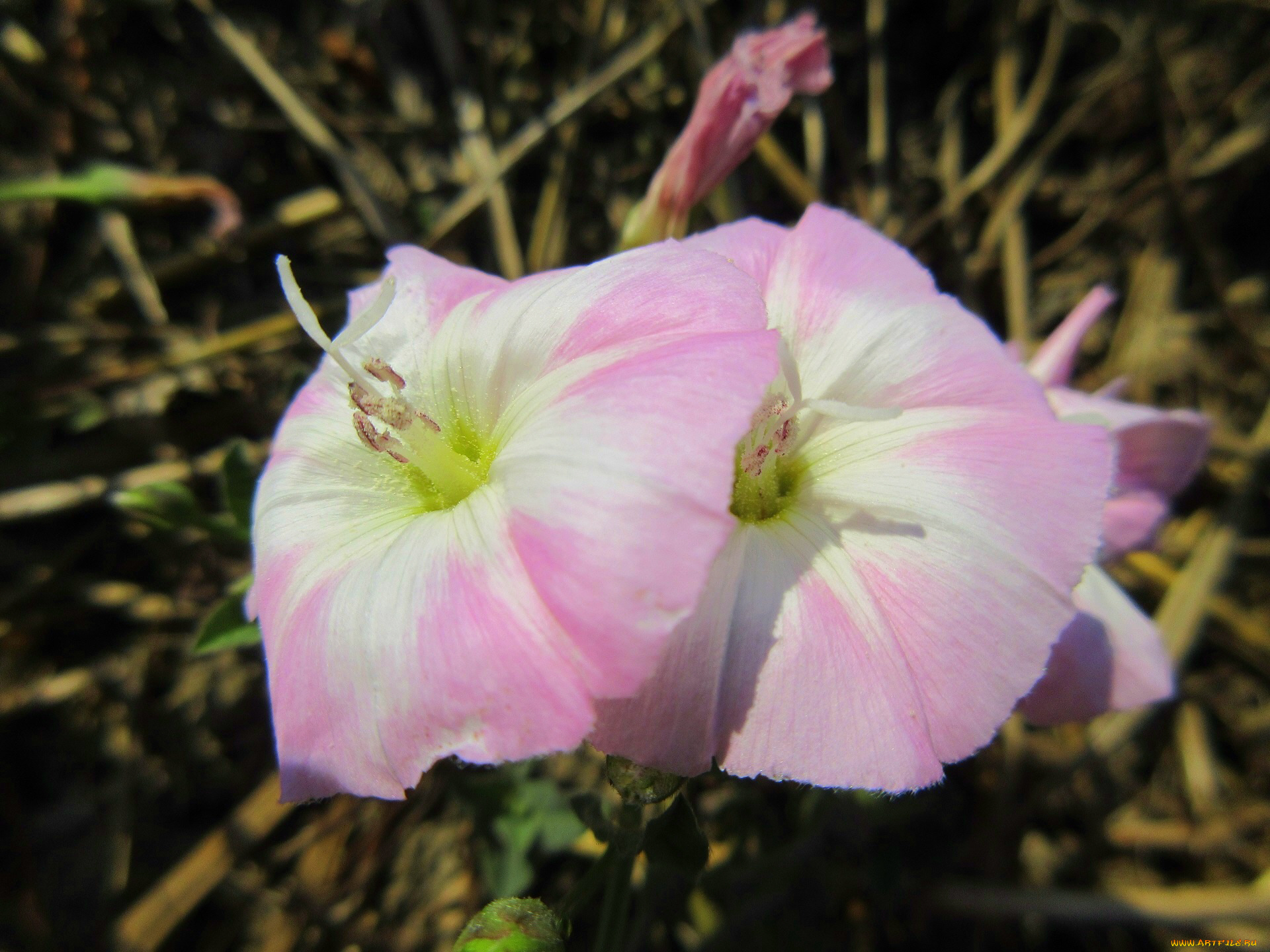 цветы, вьюнки, , ипомеи, лето, 2018, июнь