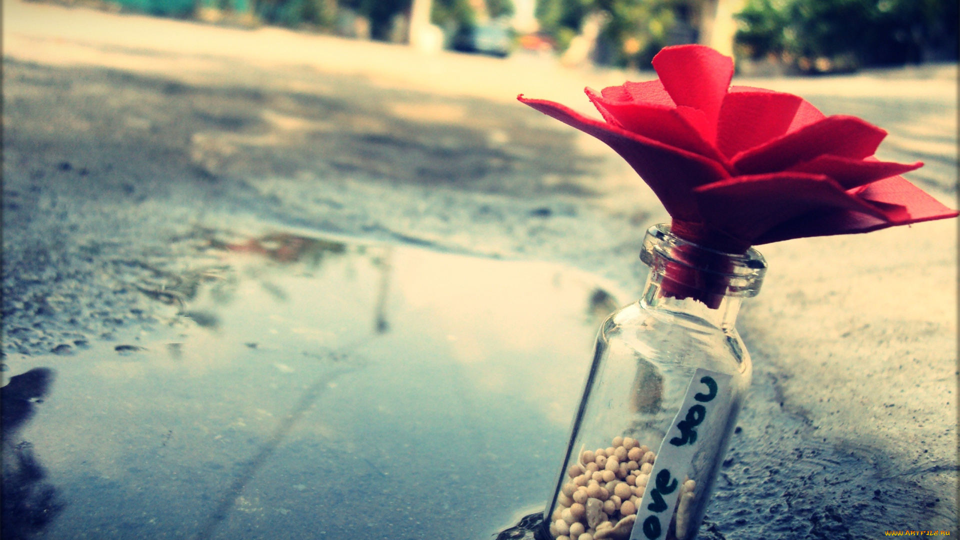 разное, -, другое, бутылка, цветок, лужа