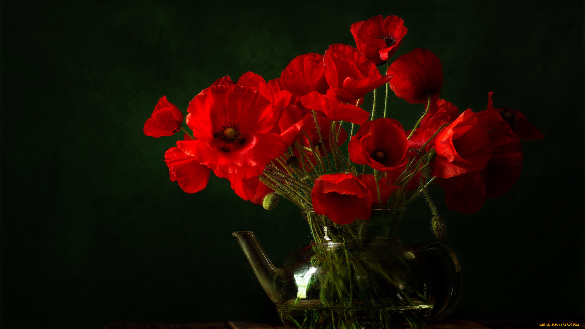 цветы, маки