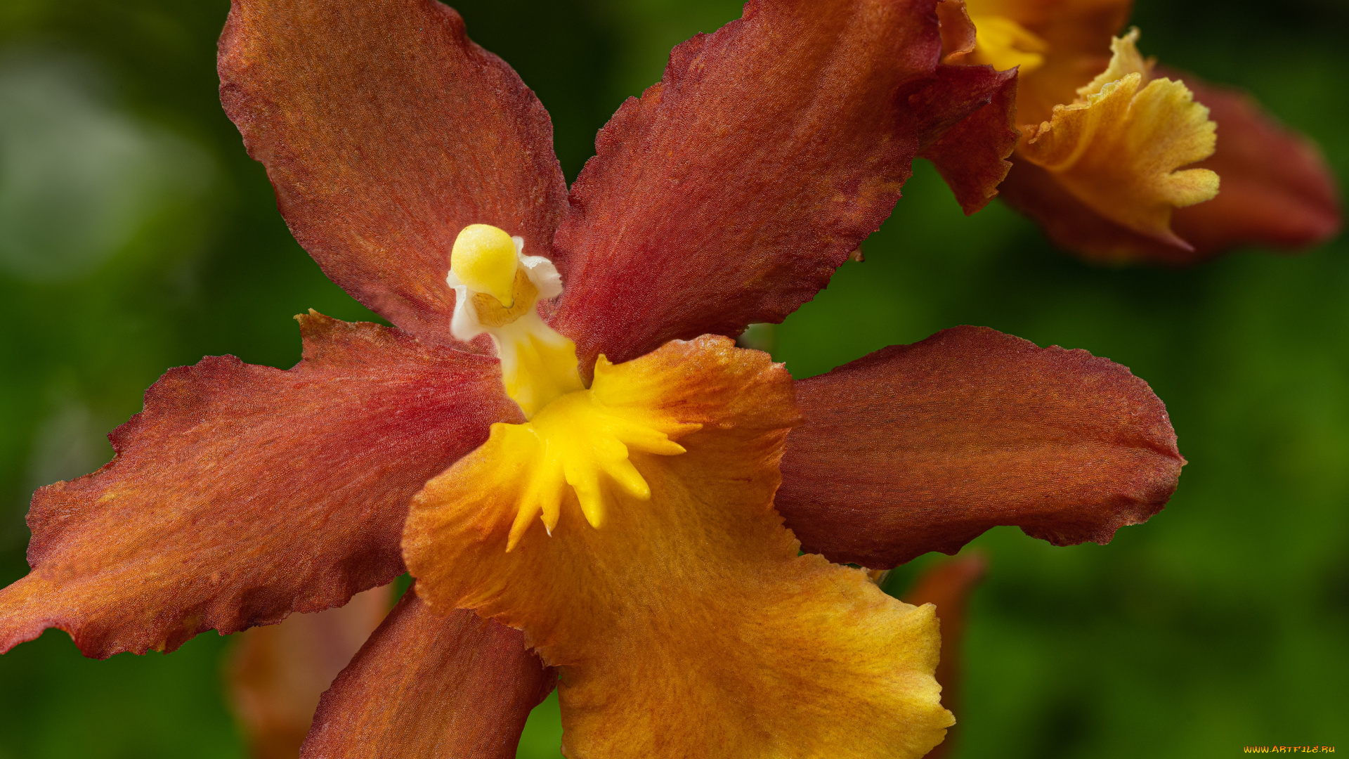 цветы, орхидеи, орхидея