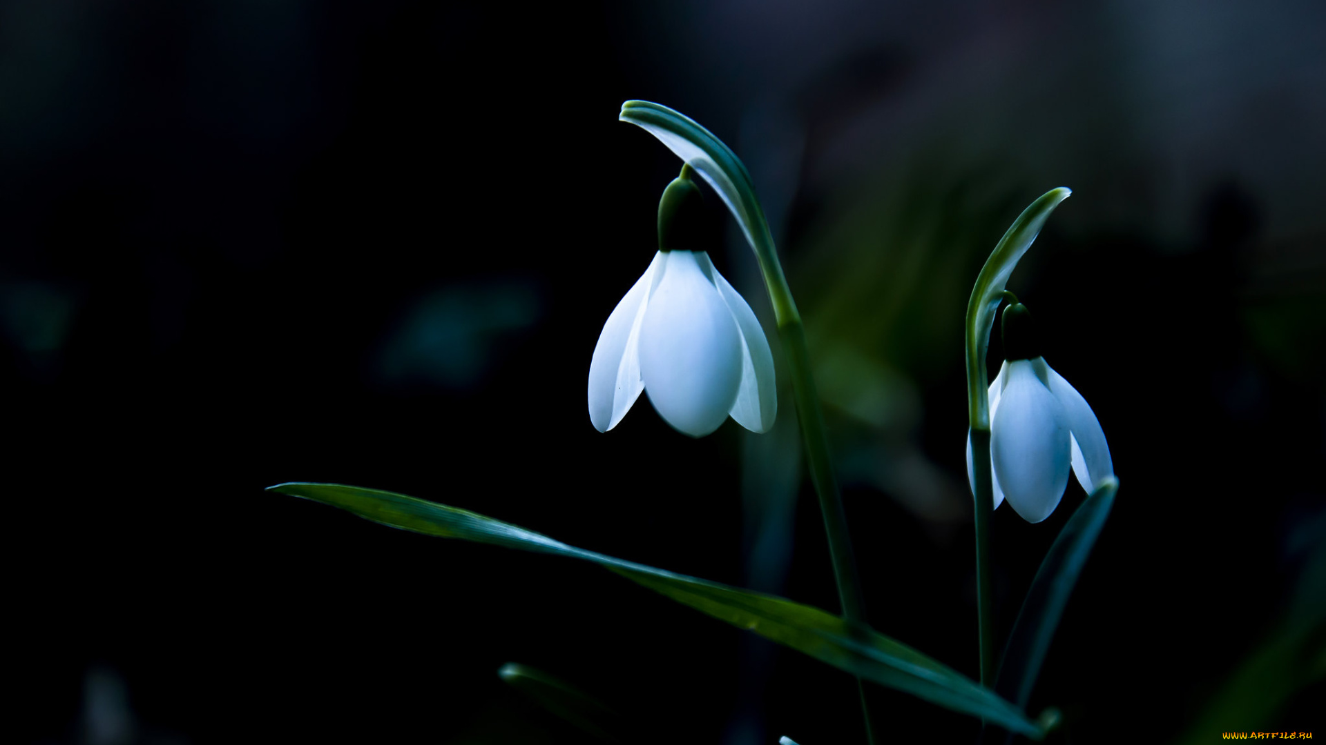 цветы, подснежники, , белоцветники, , пролески, весна