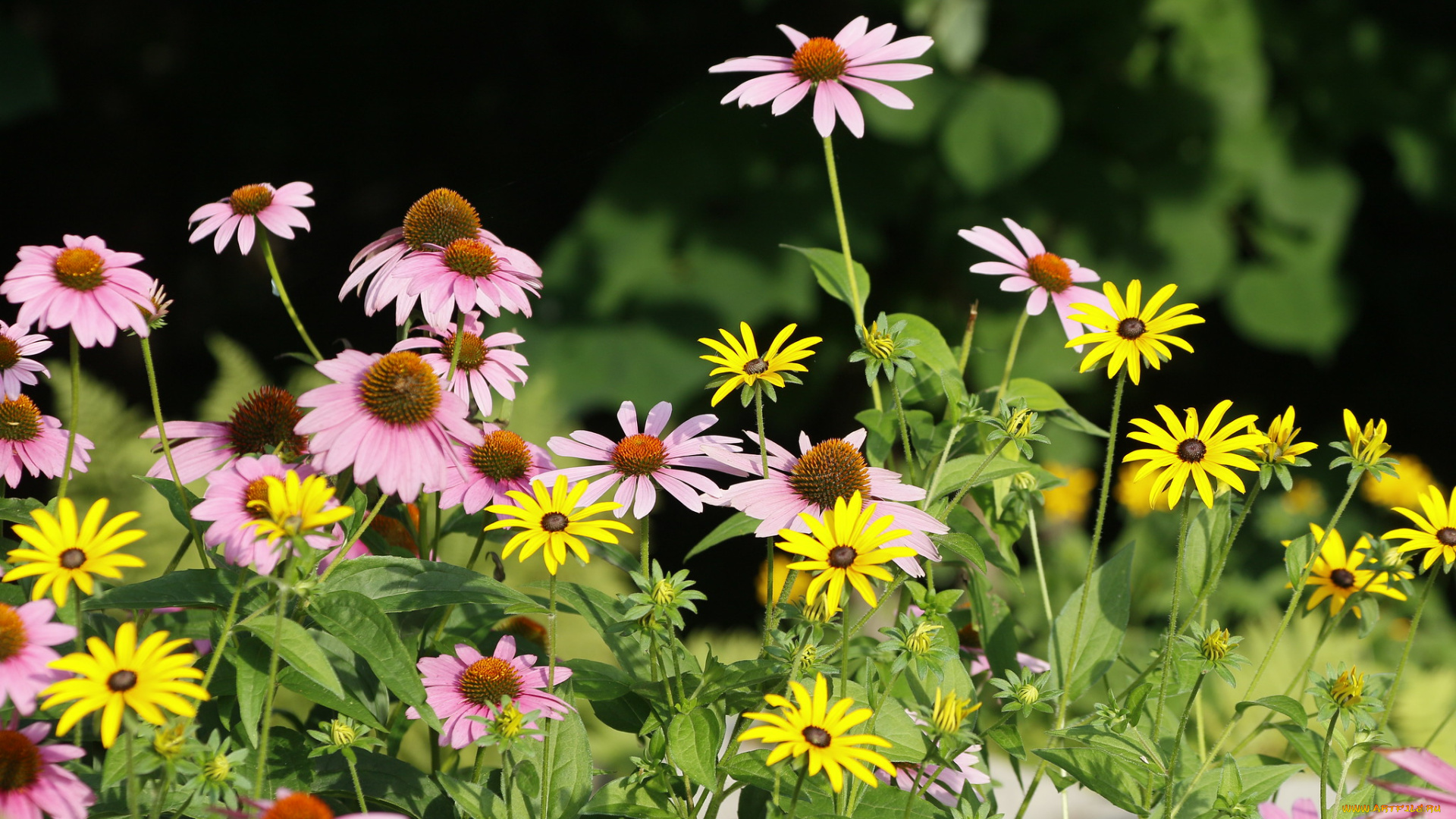 цветы, разные, вместе, лето