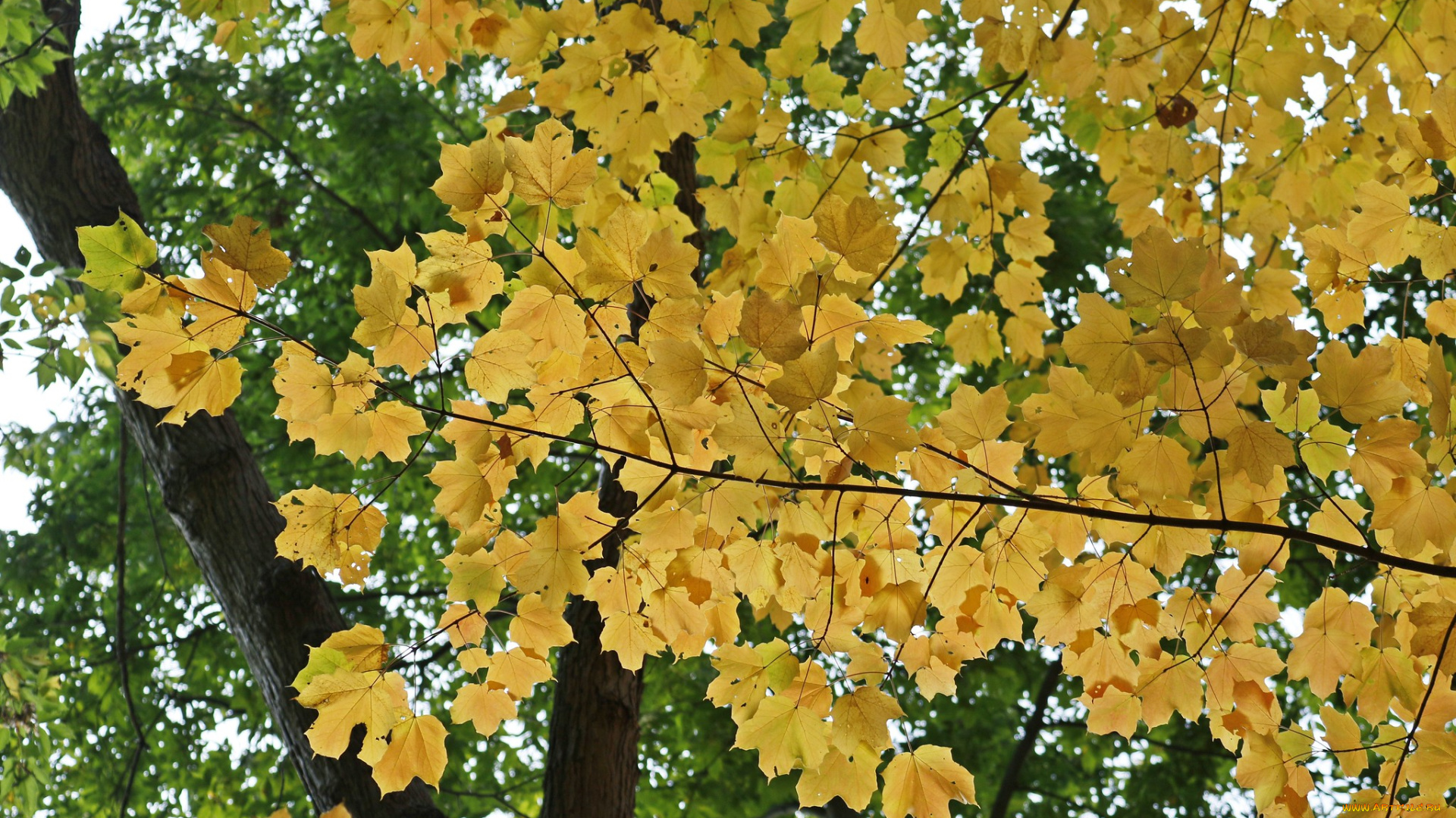 природа, листья