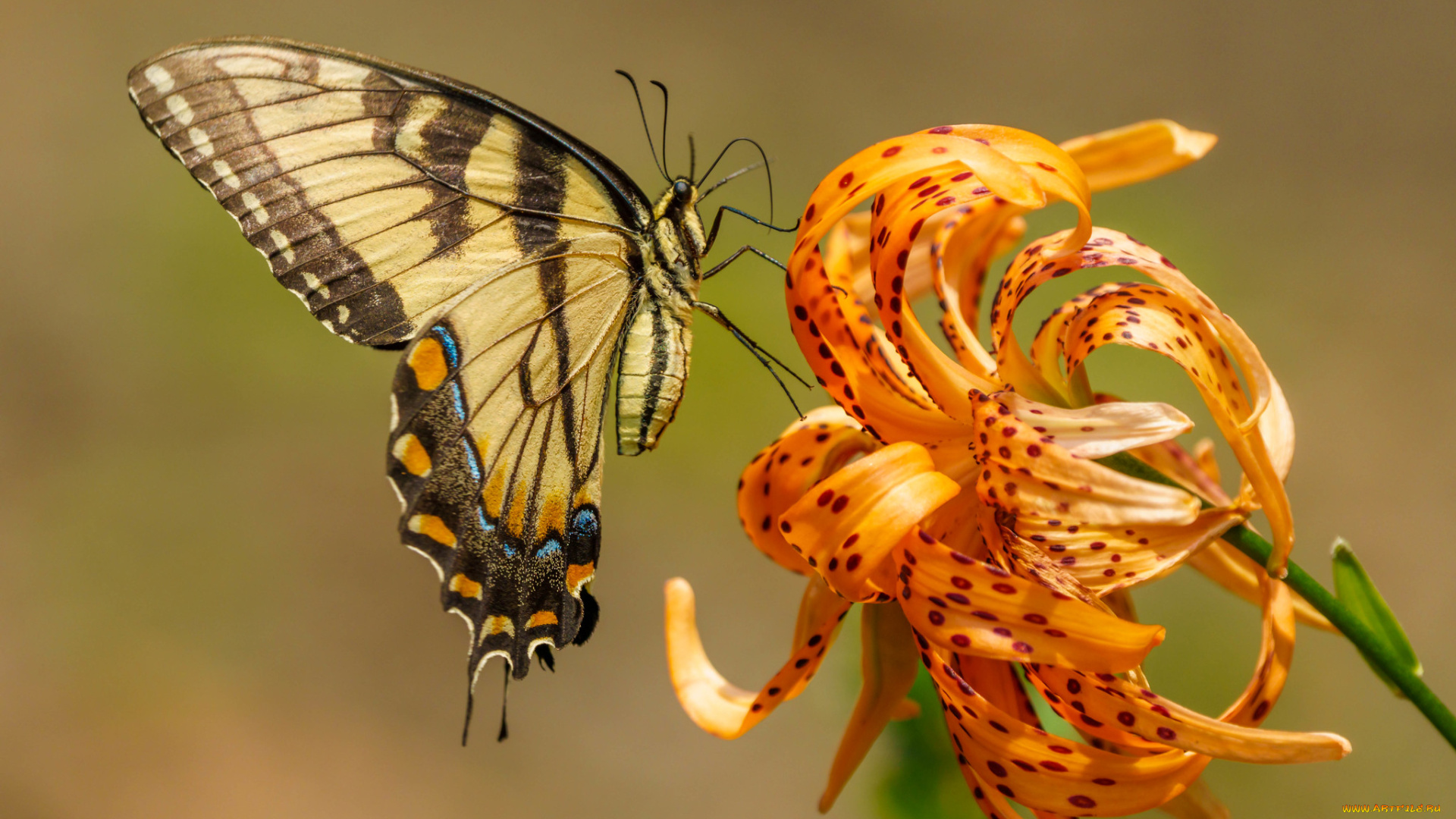 животные, бабочки, , мотыльки, , моли, бабочка