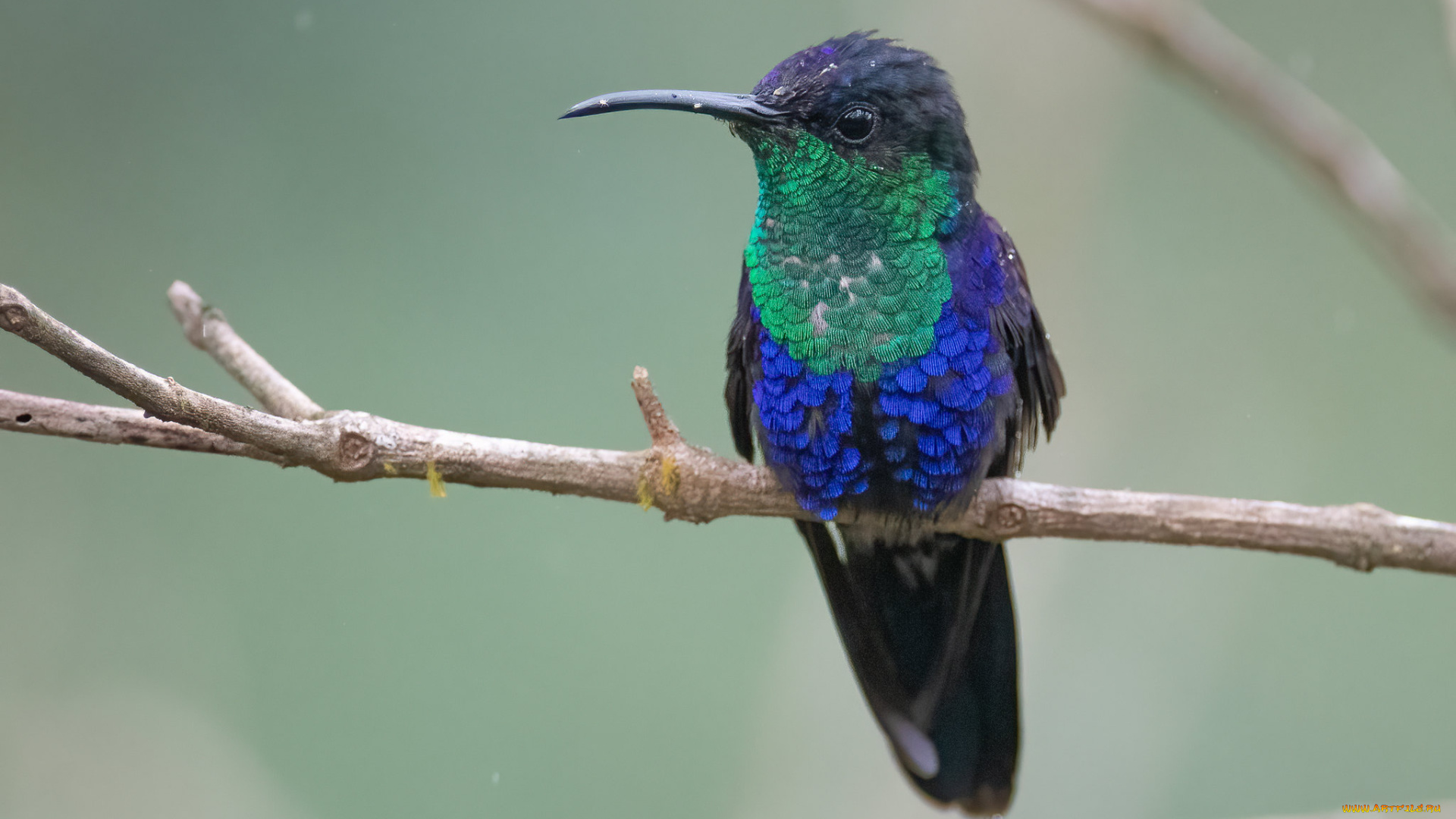 животные, колибри, птица