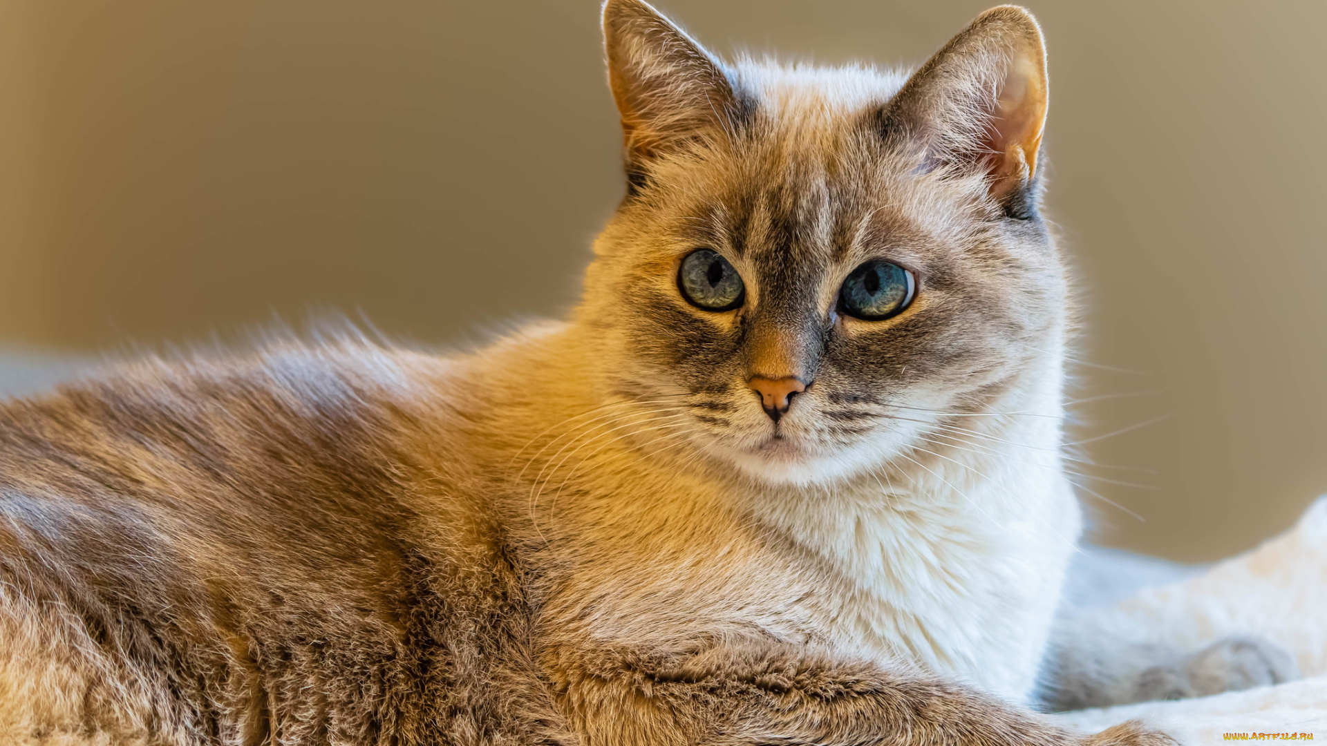 животные, коты, кот, кошка