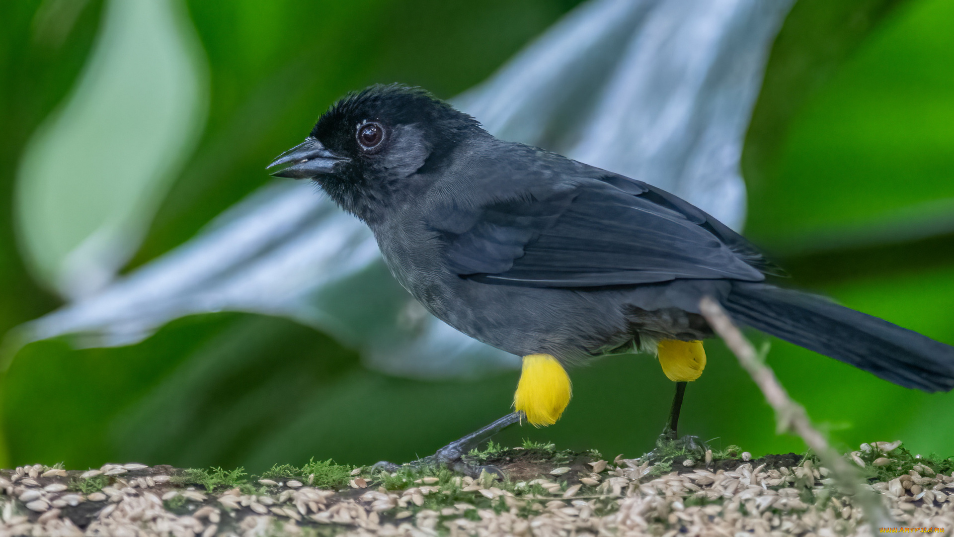 животные, птицы, птица