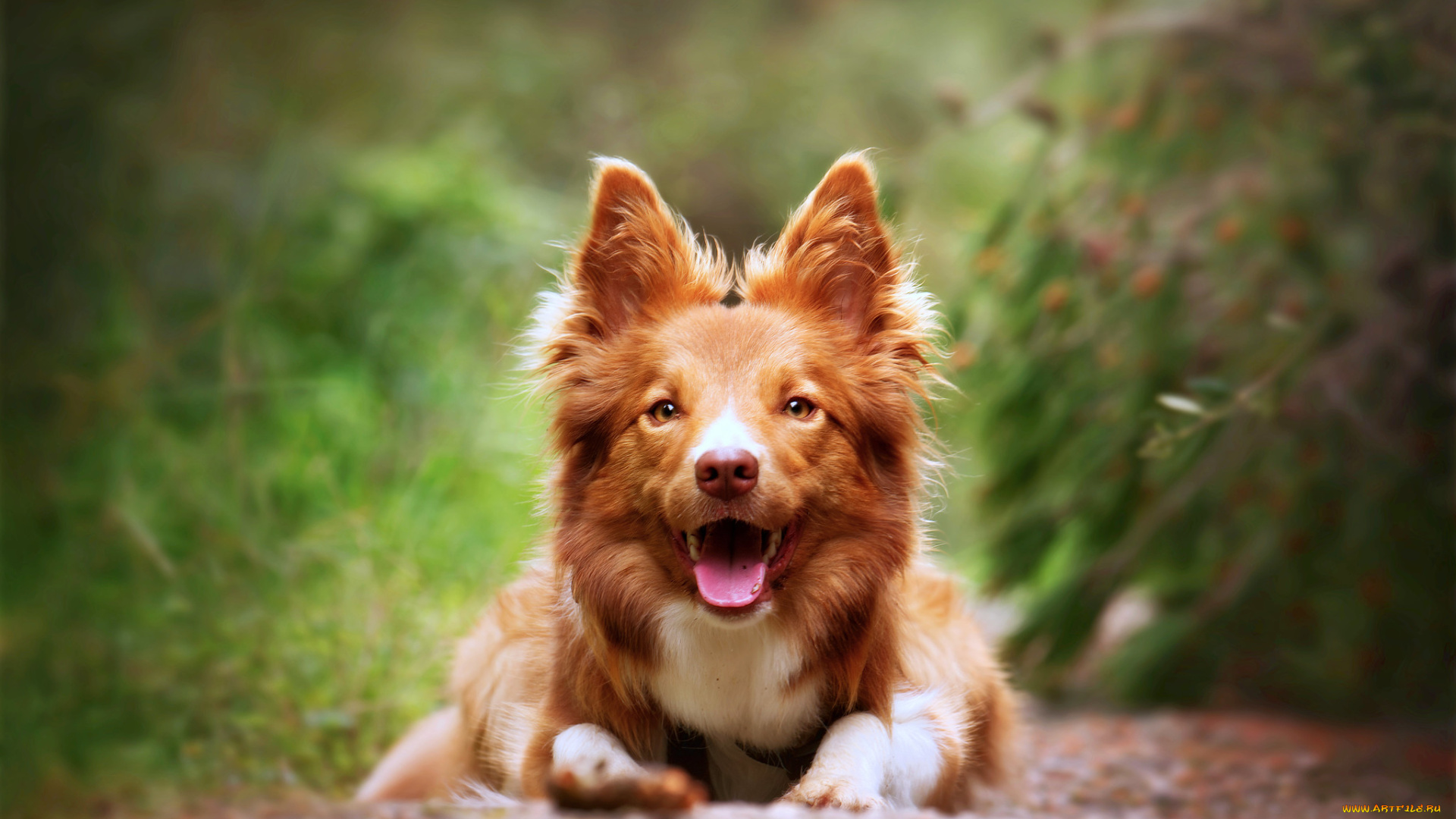 животные, собаки, собака