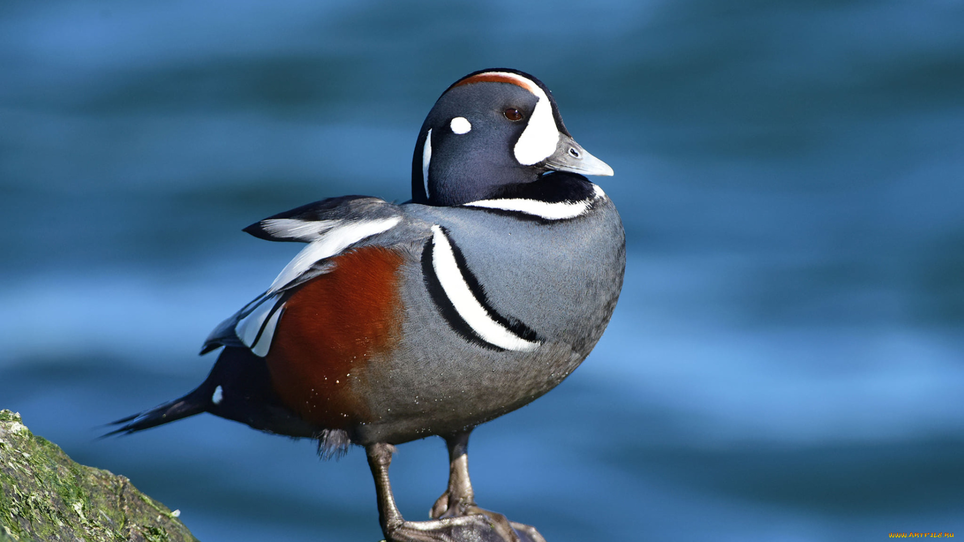 животные, утки, птица