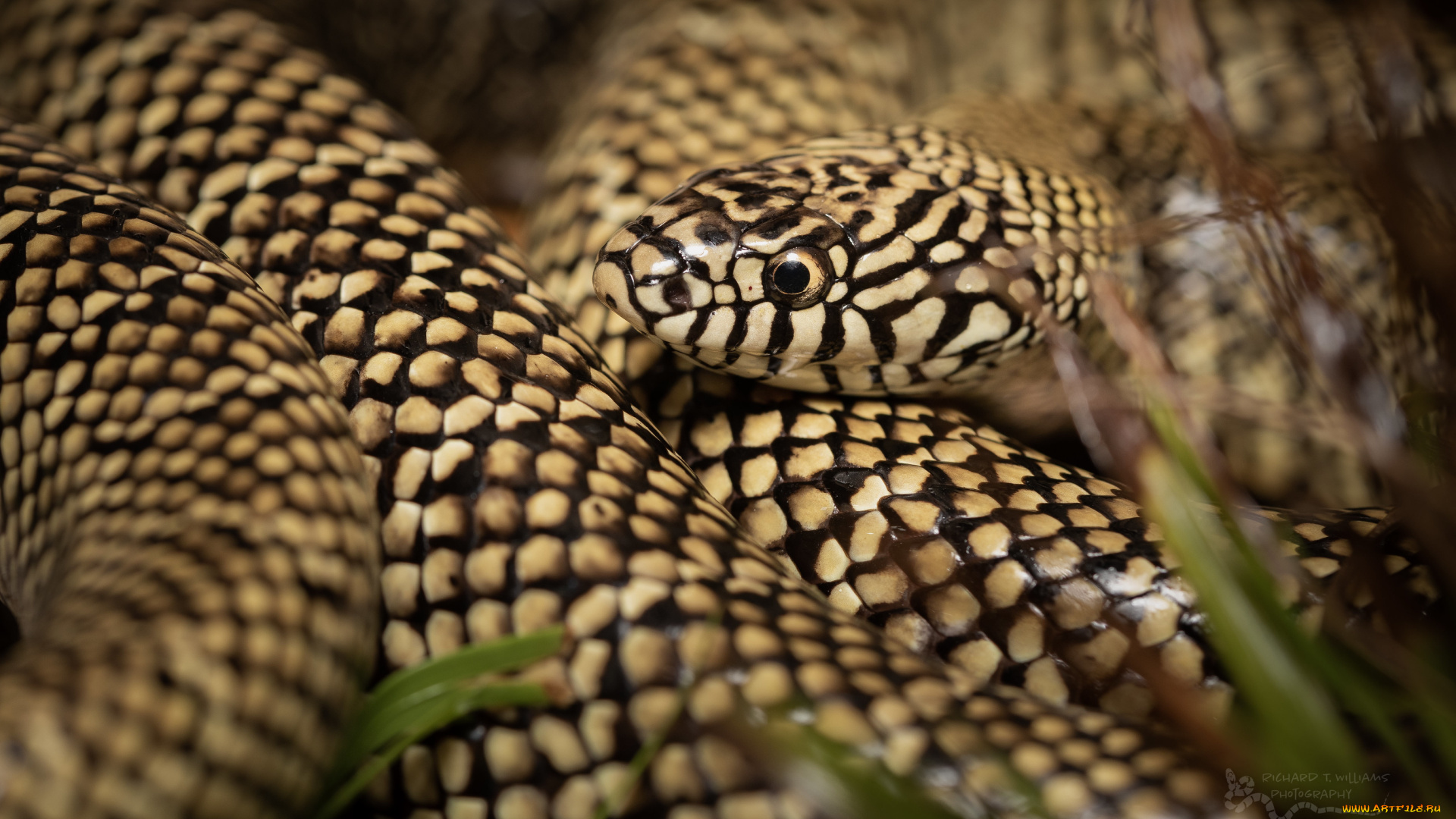 животные, змеи, , питоны, , кобры, змея