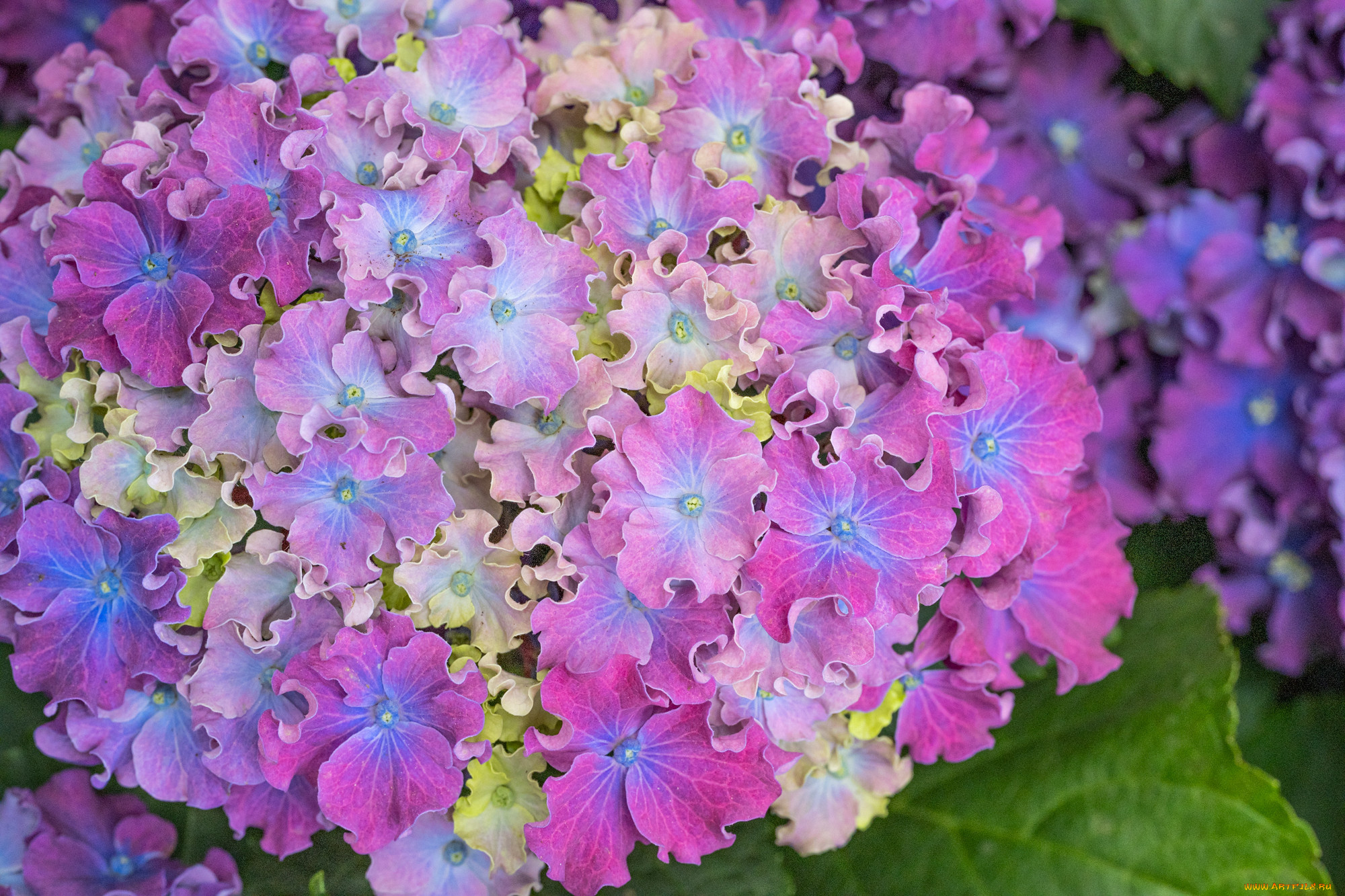 цветы, гортензия