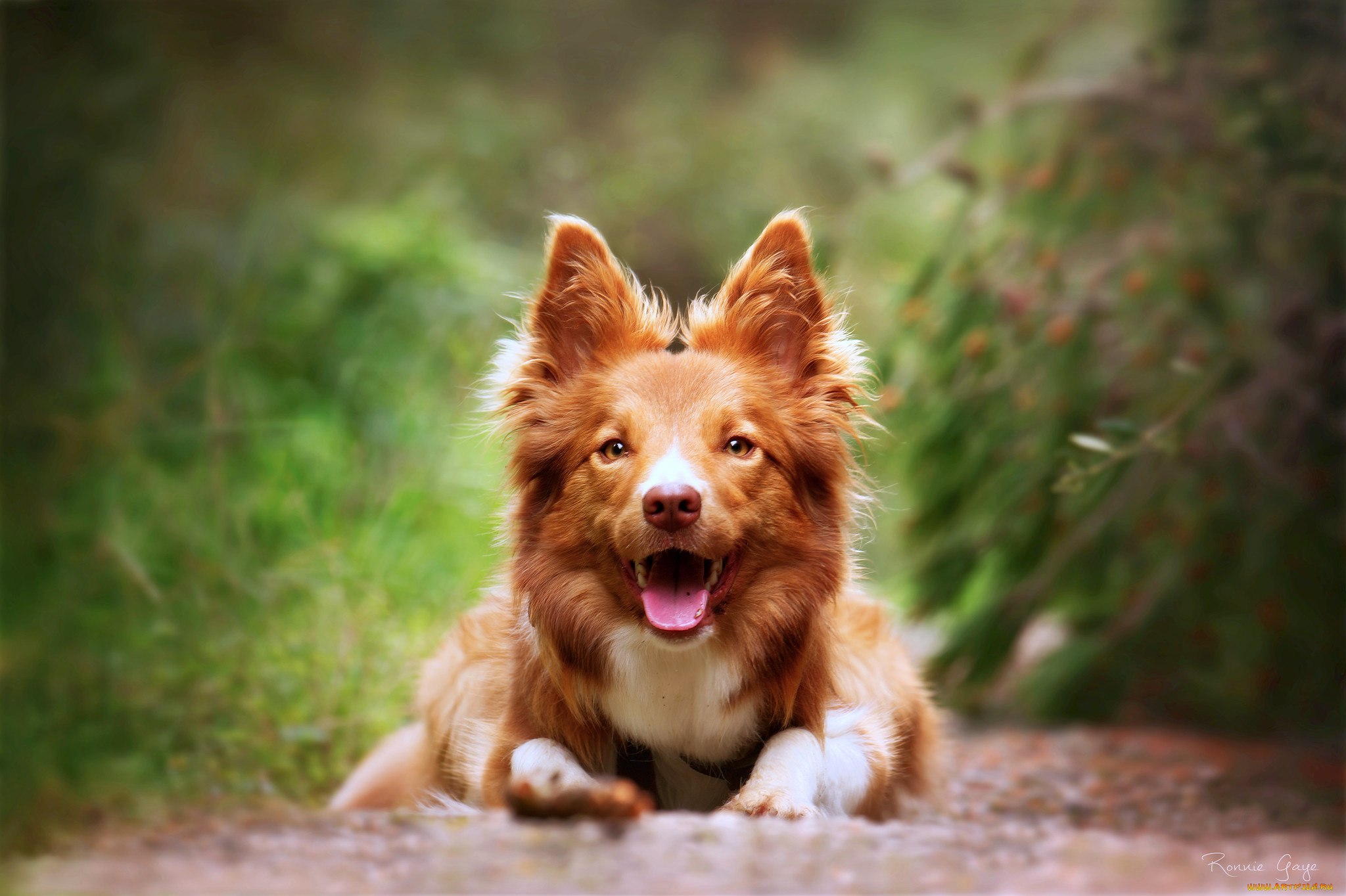 животные, собаки, собака