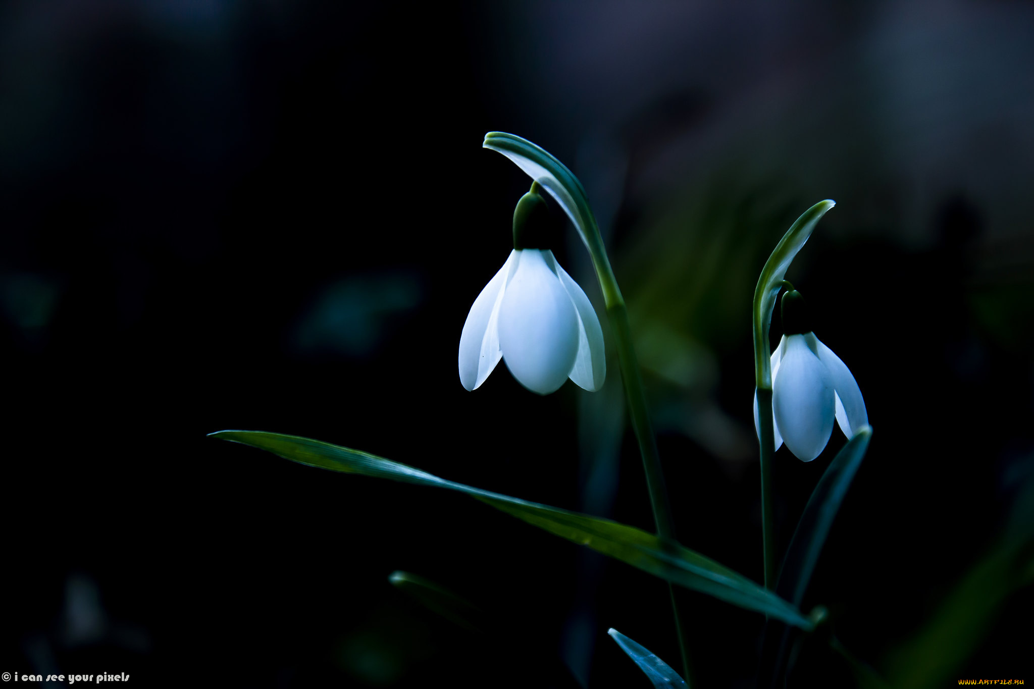 цветы, подснежники, , белоцветники, , пролески, весна