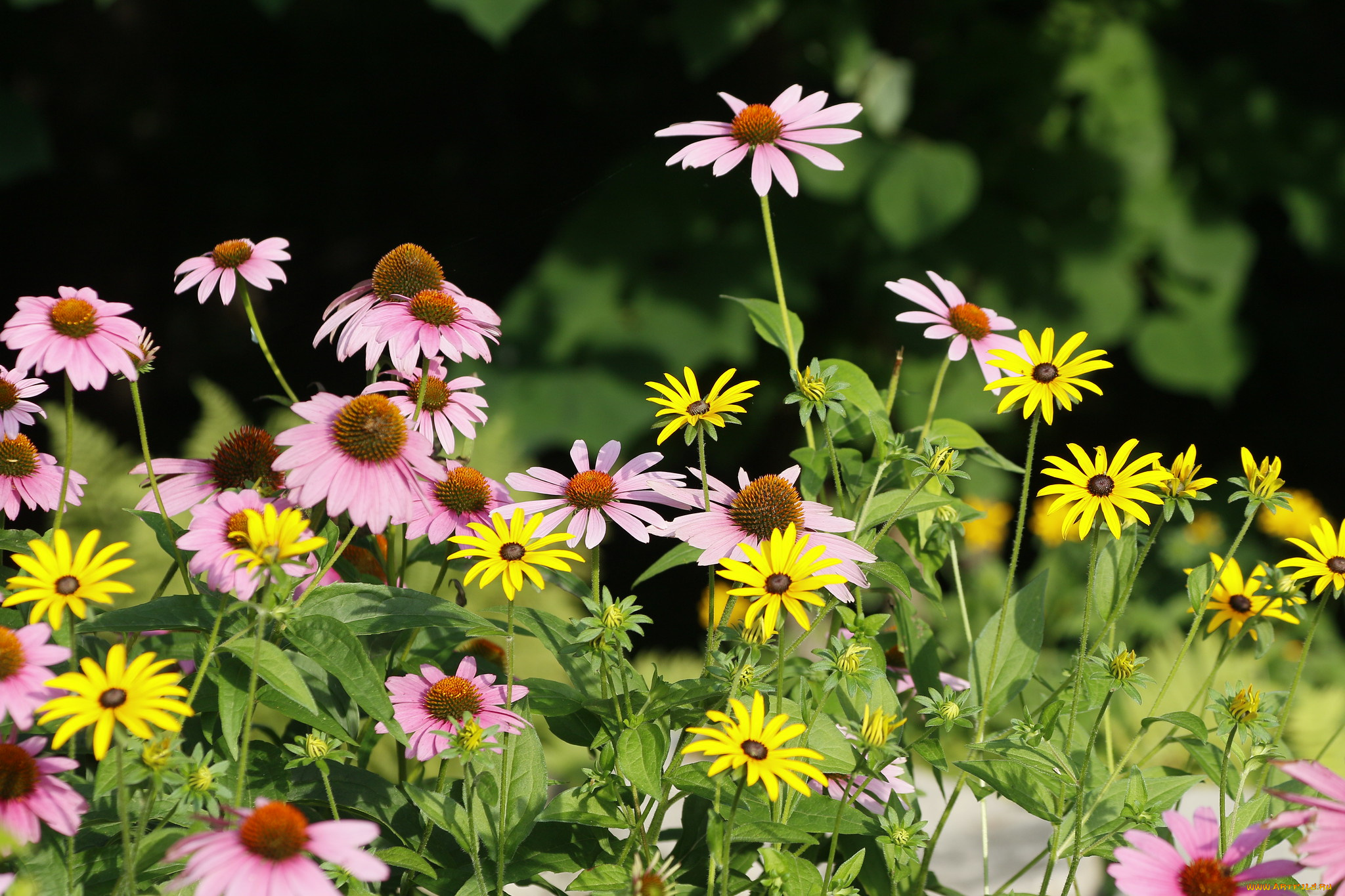 цветы, разные, вместе, лето