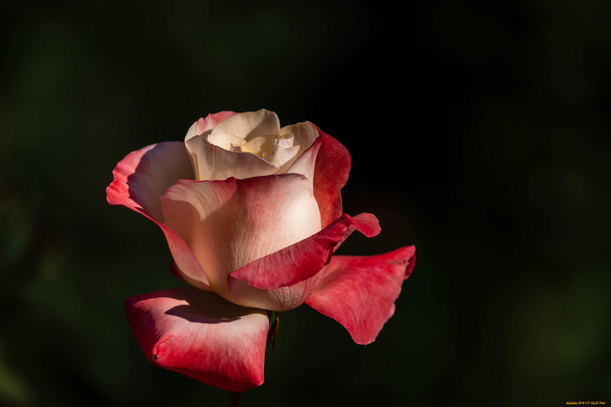 цветы, розы, роза