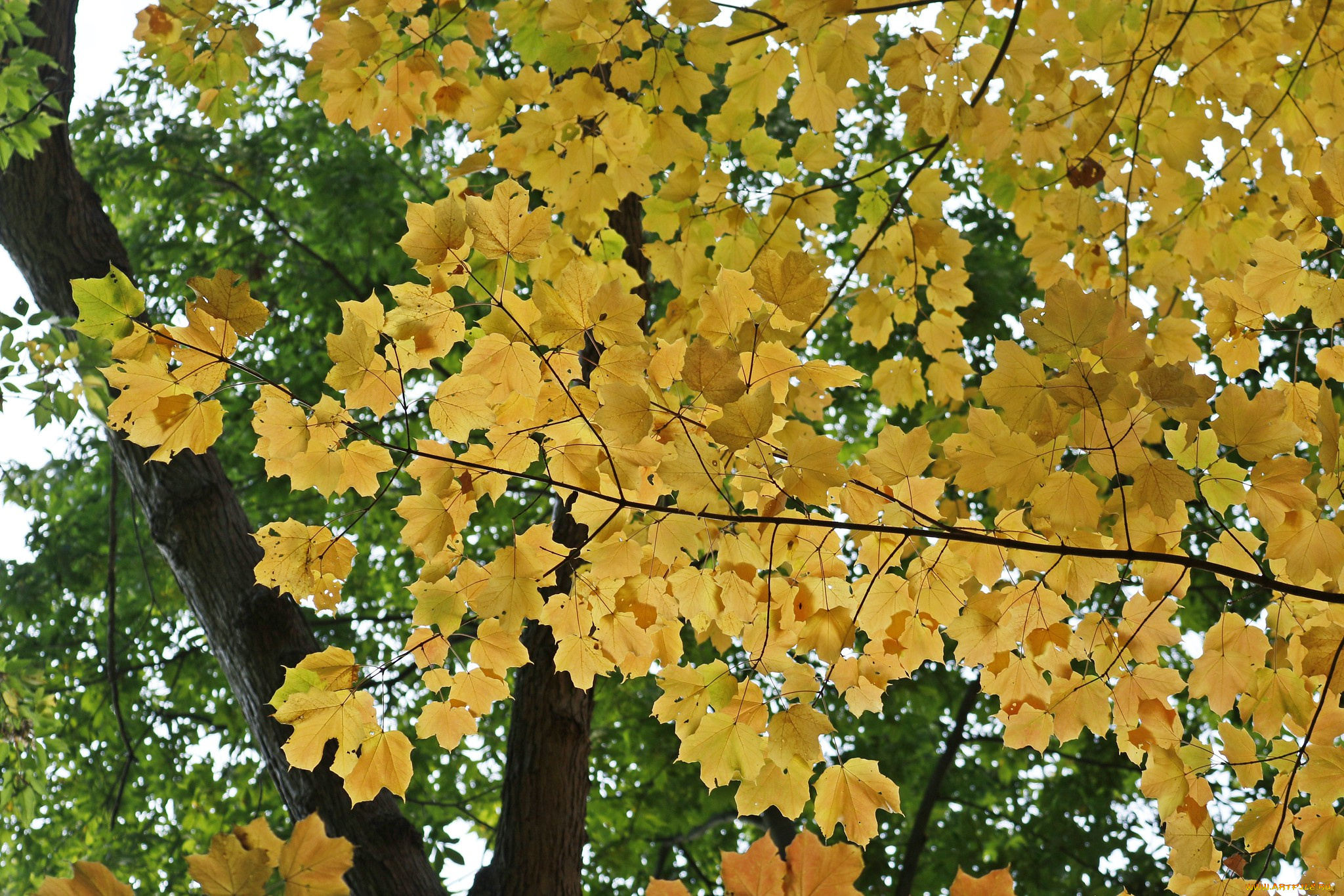 природа, листья