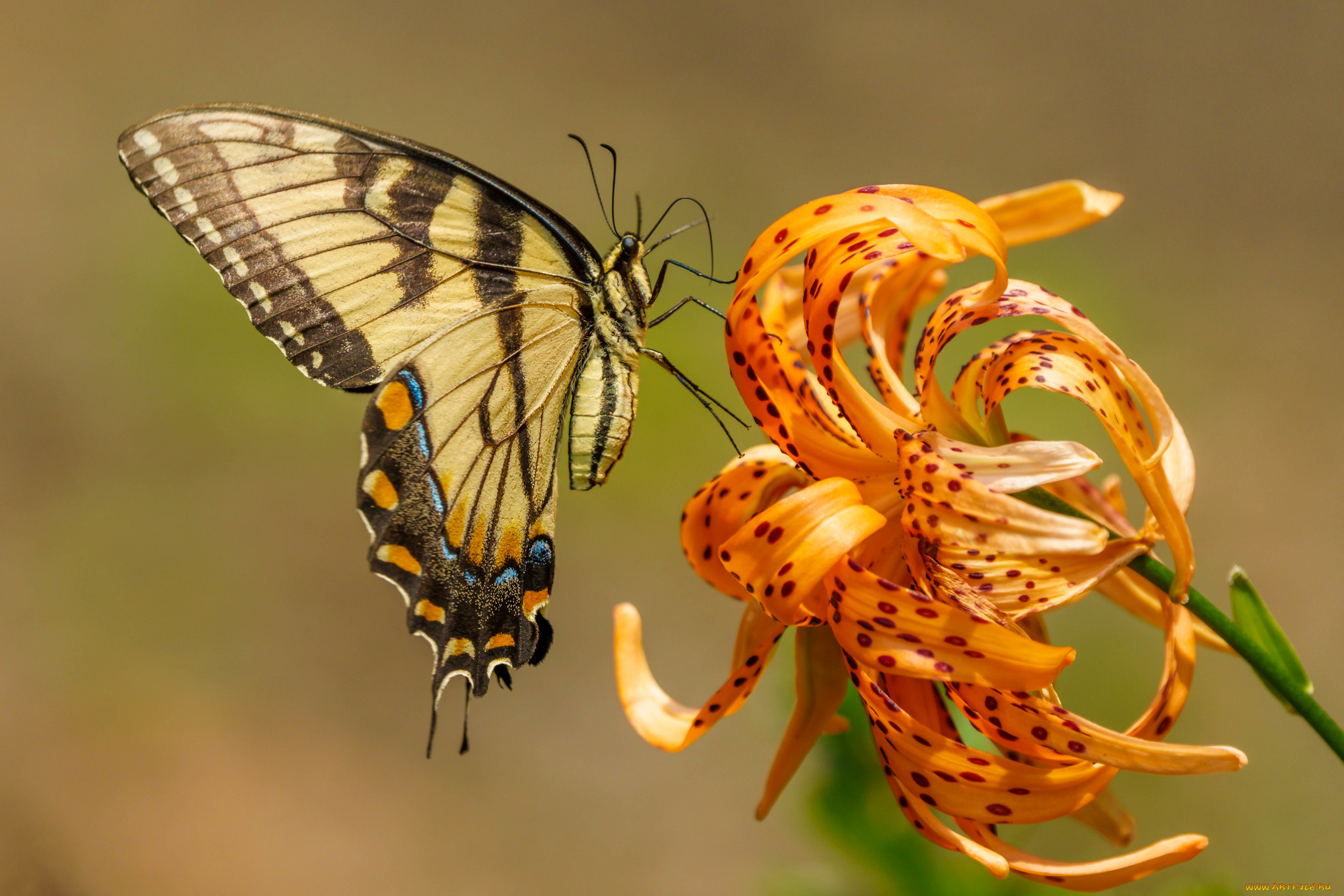животные, бабочки, , мотыльки, , моли, бабочка